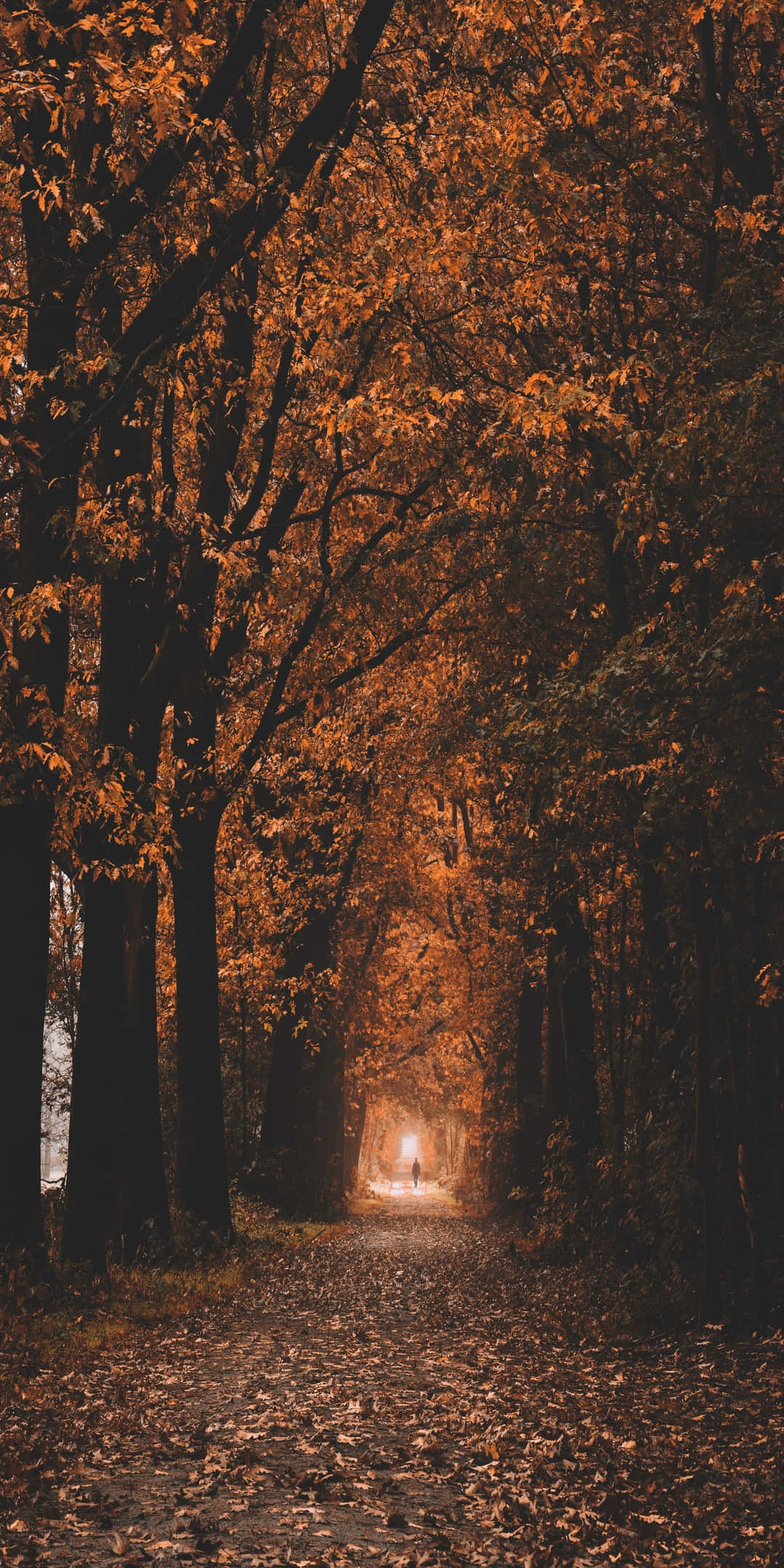Pixel 3 秋季窄路两旁树木环绕背景 壁纸