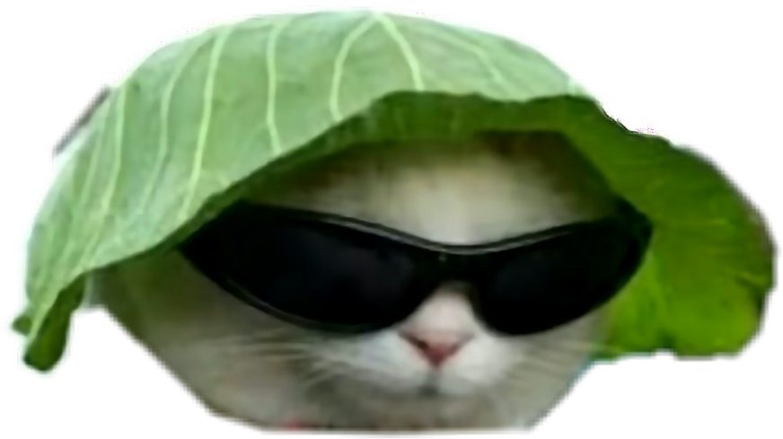 戴着叶子帽和太阳镜的酷猫.PNG 壁纸