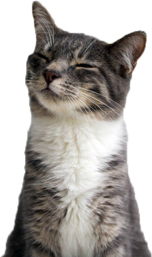 满足的猫咪微笑特写.PNG 壁纸