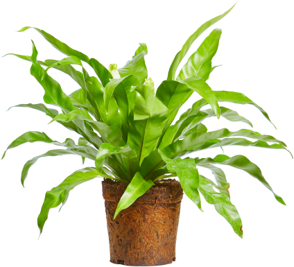 室内盆栽鲜绿植物.PNG 壁纸