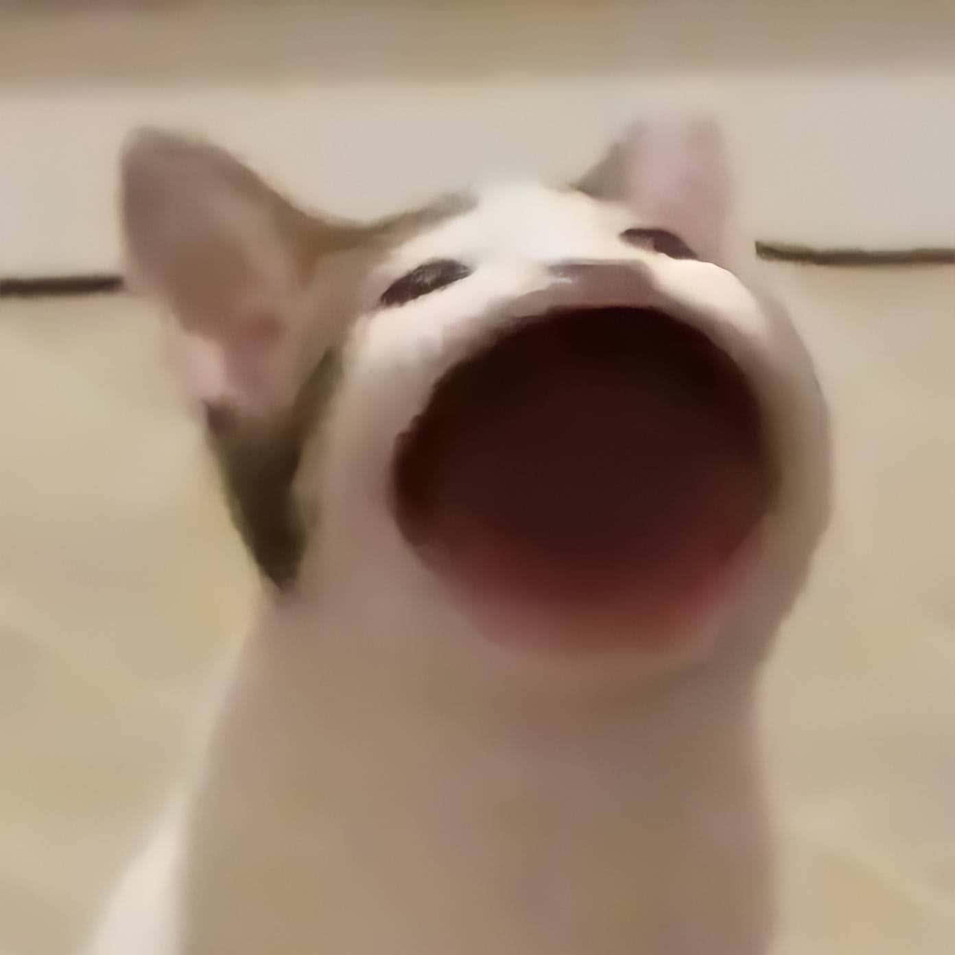 Popcat喵叫 被诅咒的猫图片 壁纸