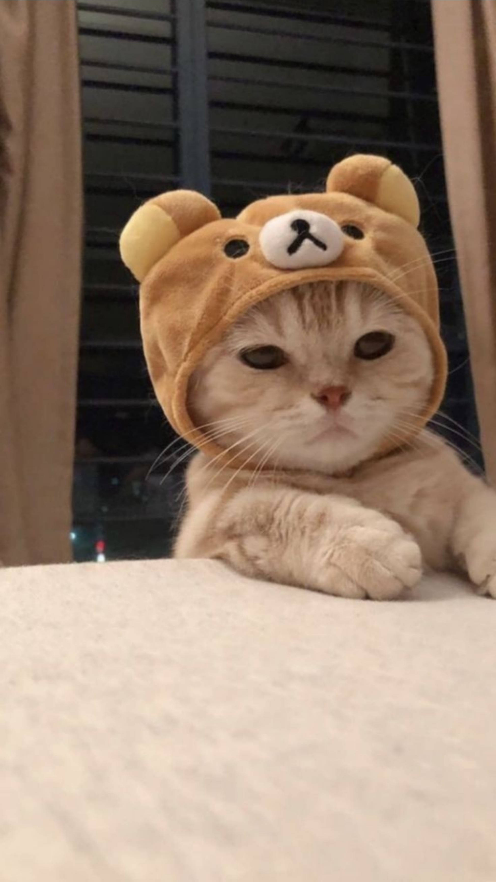 可爱猫咪风Rilakkuma帽子 壁纸