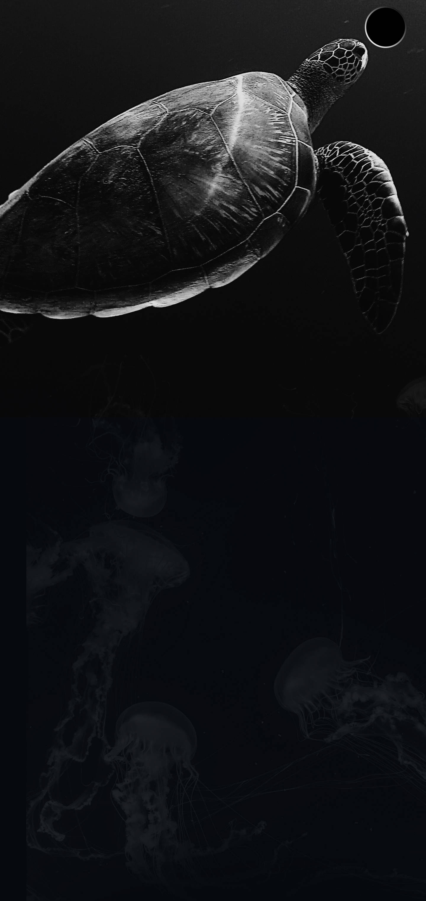 S10+ 暗黑海龟 壁纸