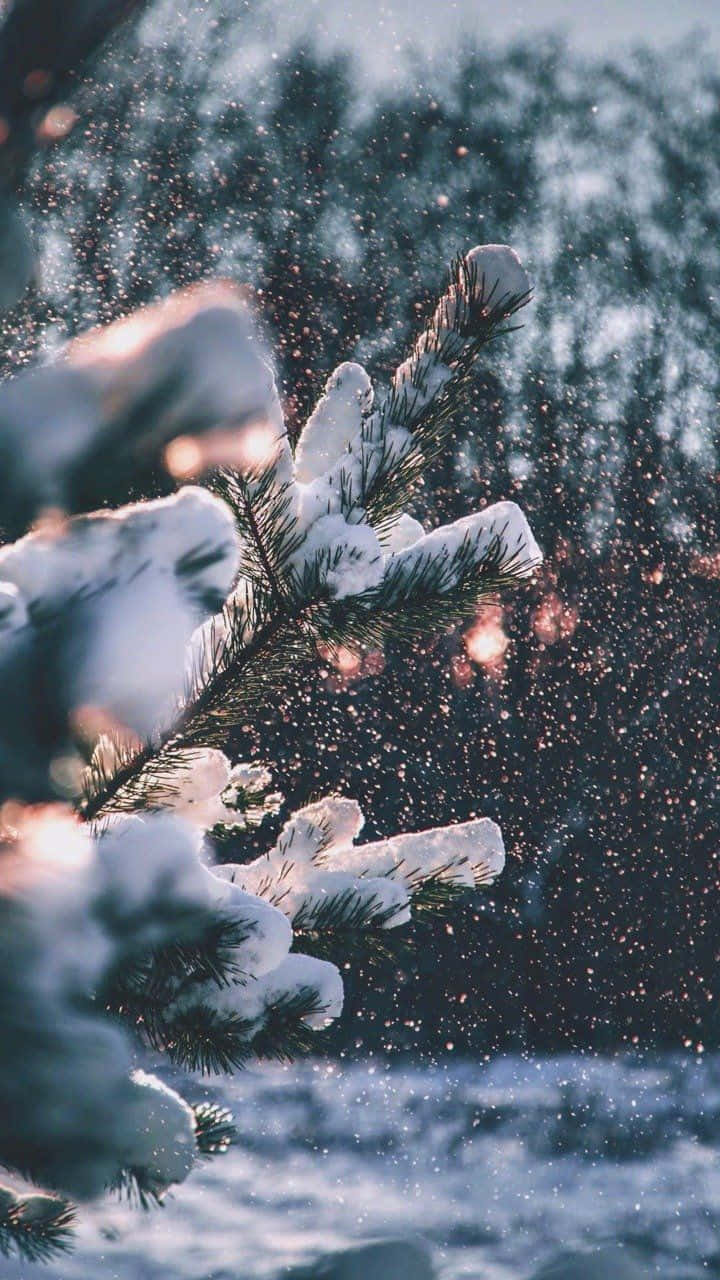 冬日松叶雪景Tumblr 壁纸