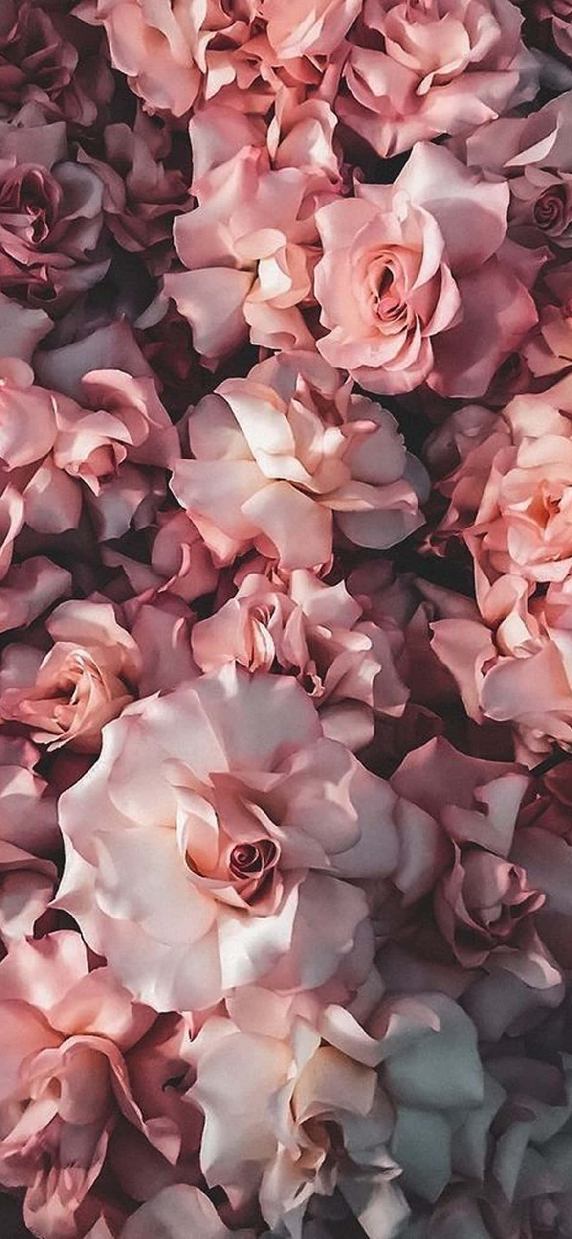 绽放之美 - vibrant 的iPhone花卉设计 壁纸