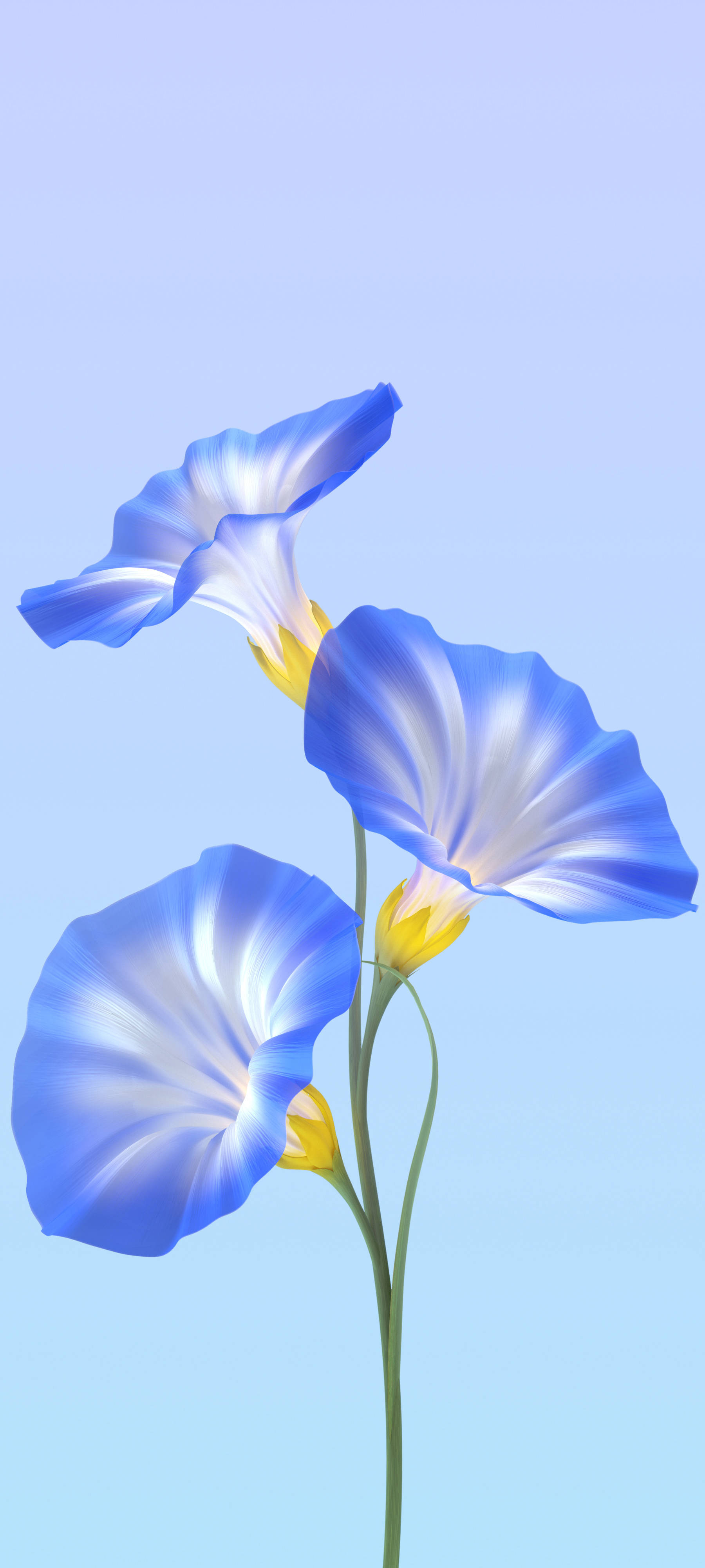 Vivo Y11 蓝色花朵 壁纸