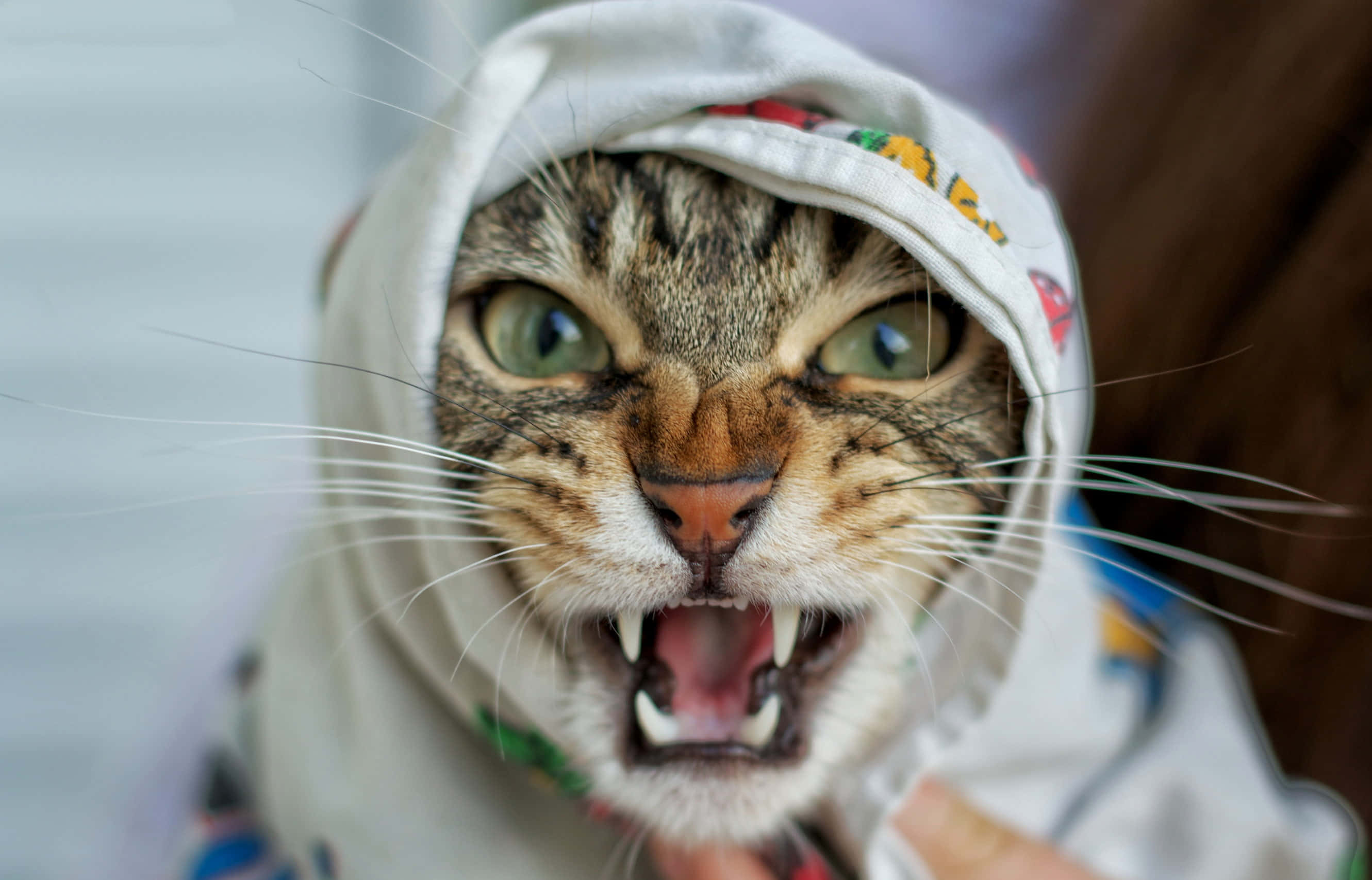 一个人抱着一只张嘴的猫 壁纸