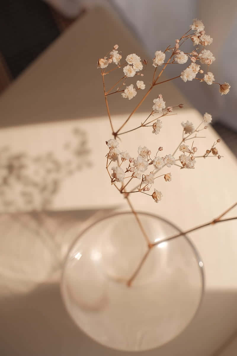 一个插着花的花瓶 壁纸