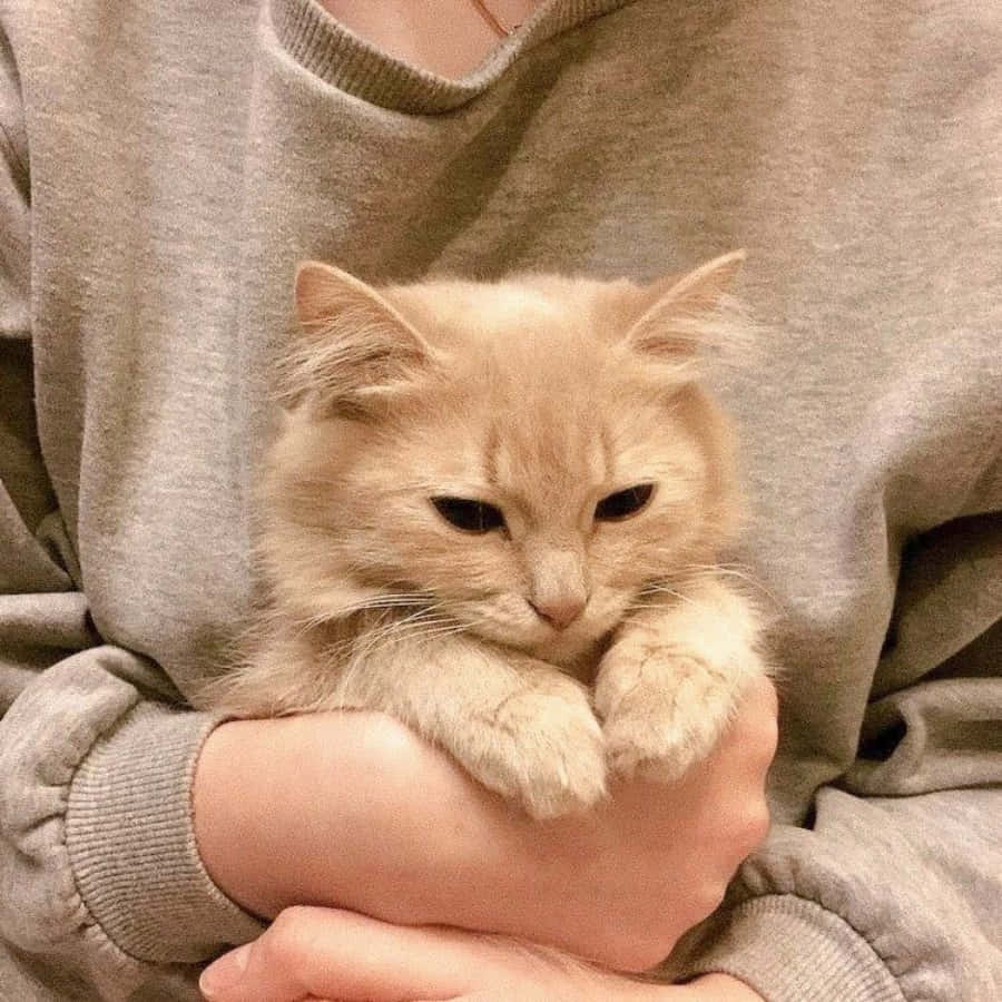 一只优雅的猫咪正在观察周围环境。 壁纸
