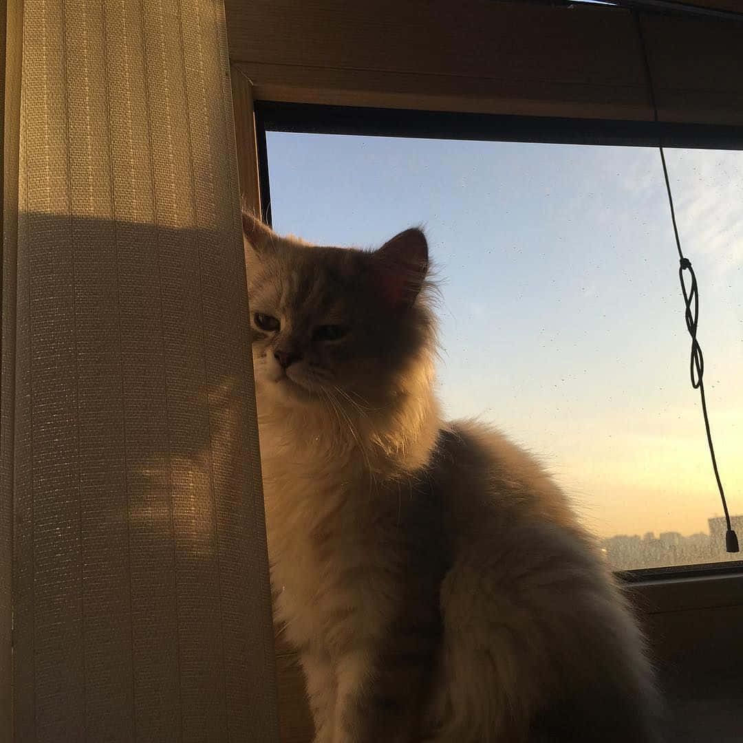 一只准备咕噜咕噜的美学猫咪 壁纸