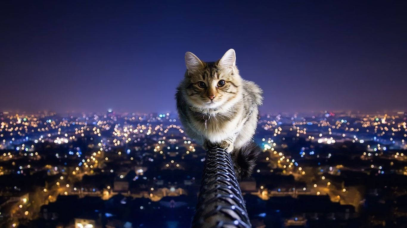 一只凝视城市天际线的猫 壁纸
