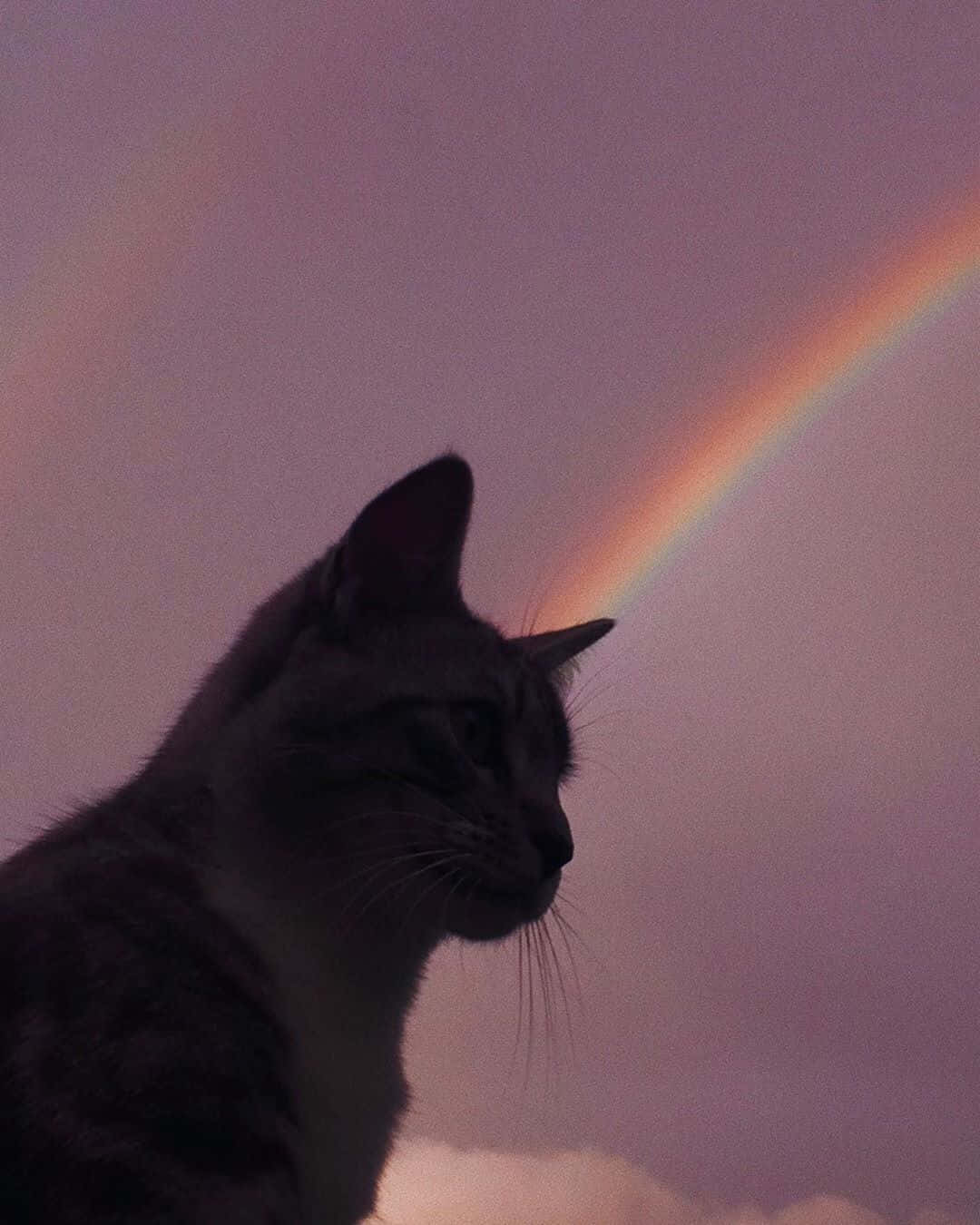 一只在自然环境中具有美感的猫 壁纸