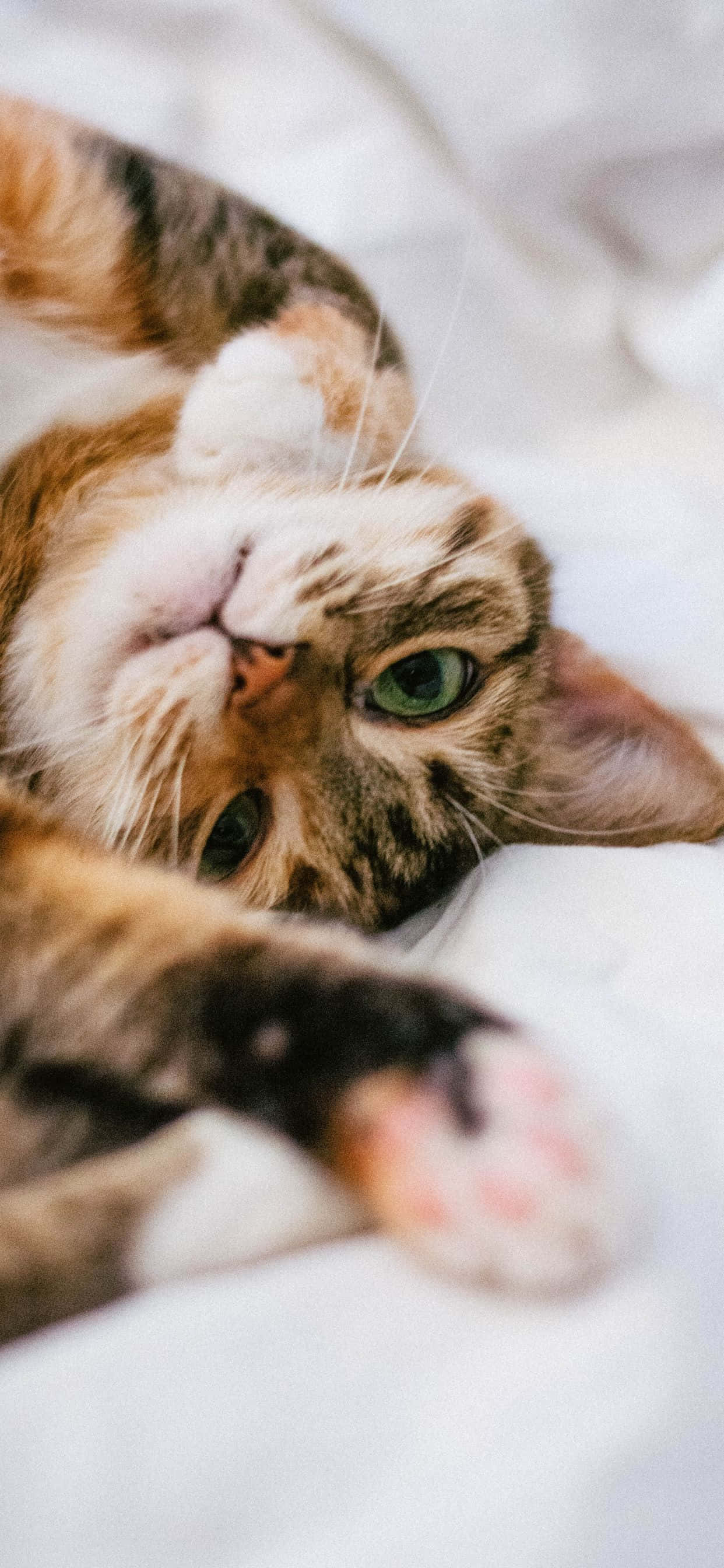 "一只在阳光下的草地上晒太阳的猫" 壁纸