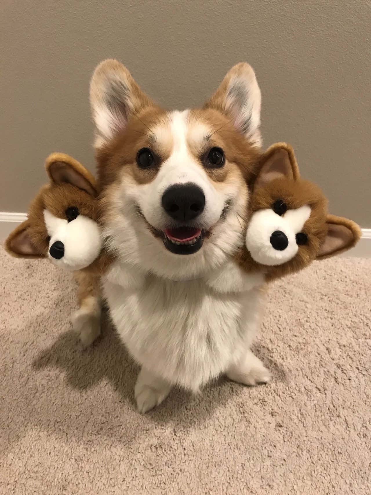 一只快乐的柯基犬享受完美的一天！ 壁纸