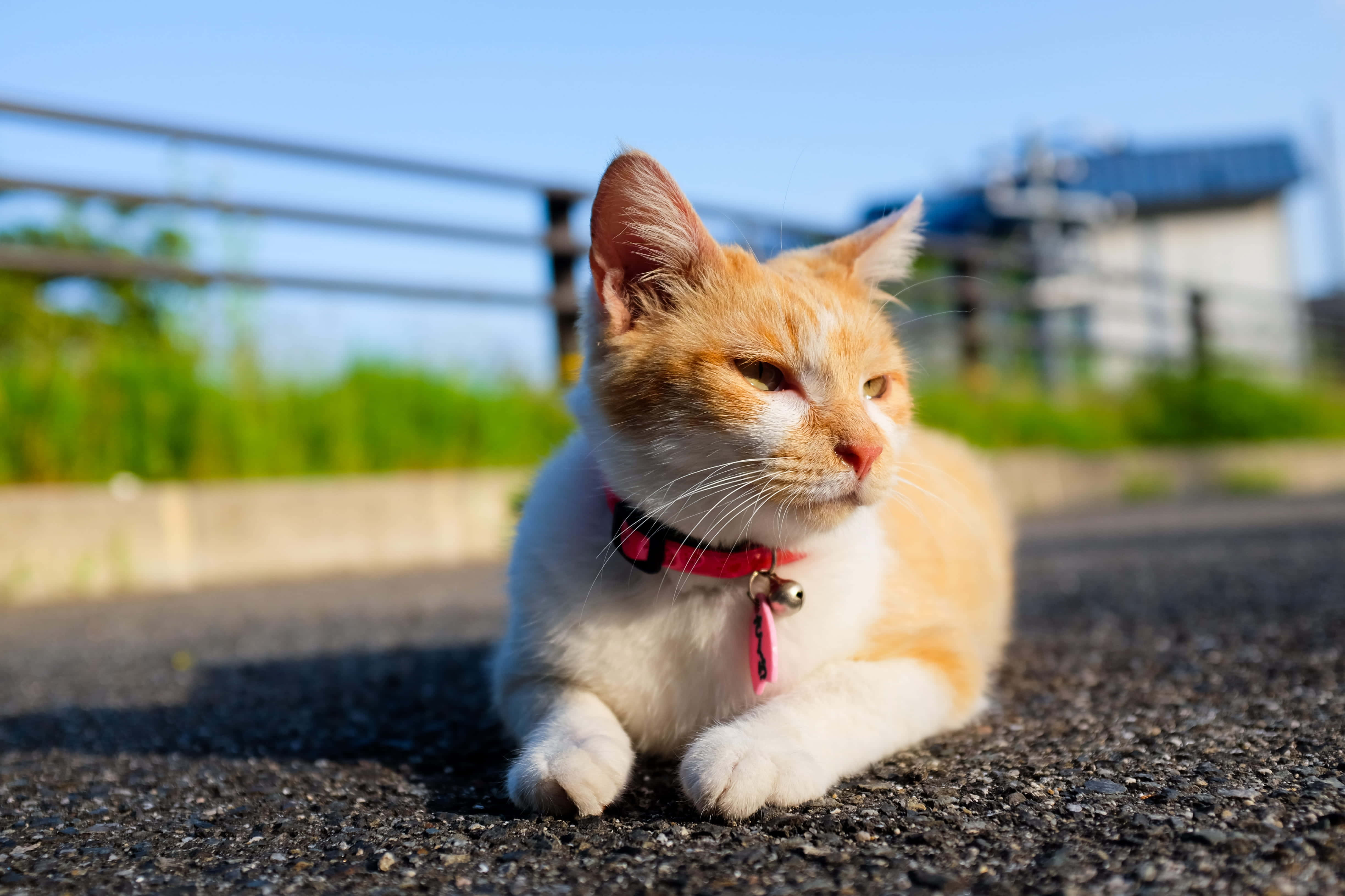 一只戴着粉色项圈的猫躺在路上 壁纸