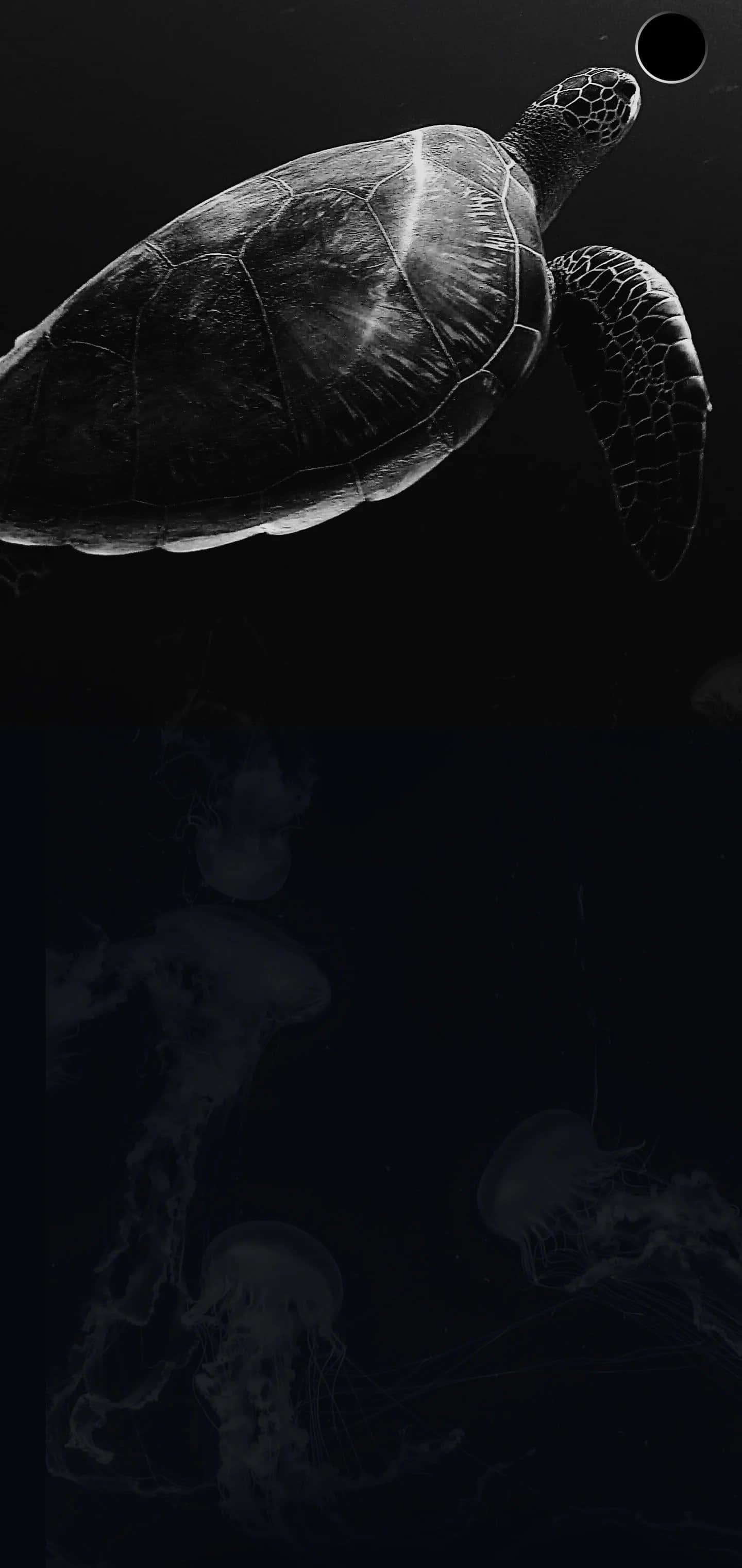 一只海龟和水母的黑白照片 壁纸