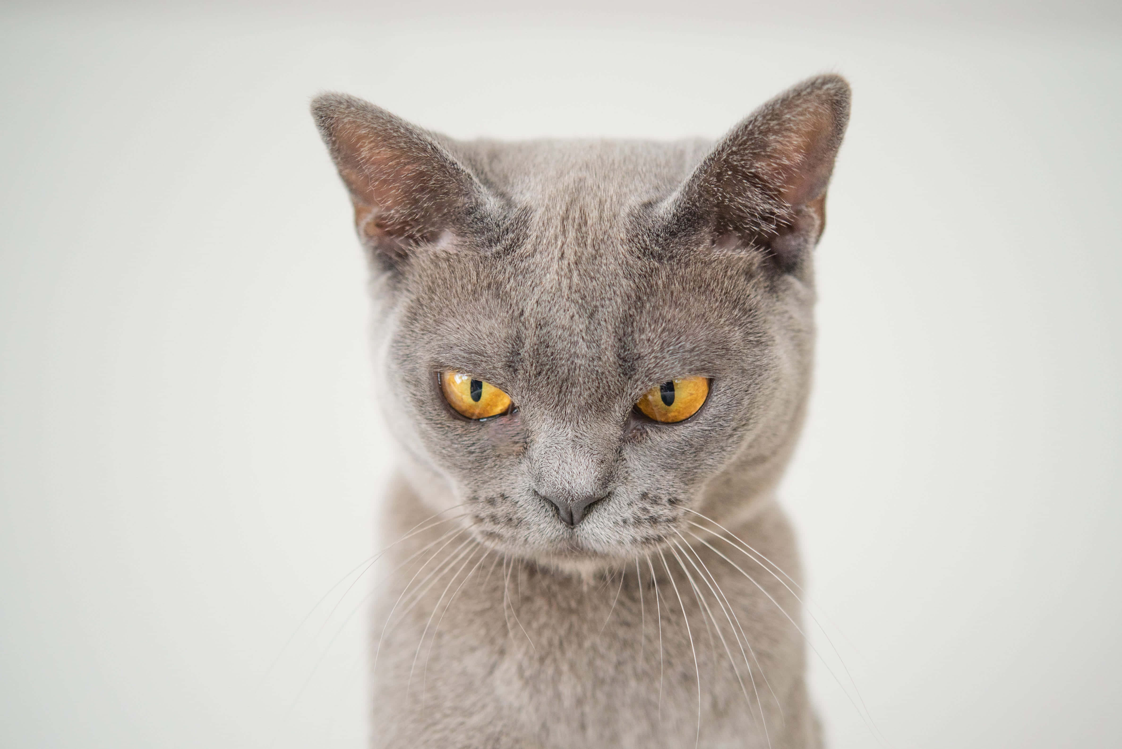 一只灰猫，黄色眼睛，正看着镜头 壁纸