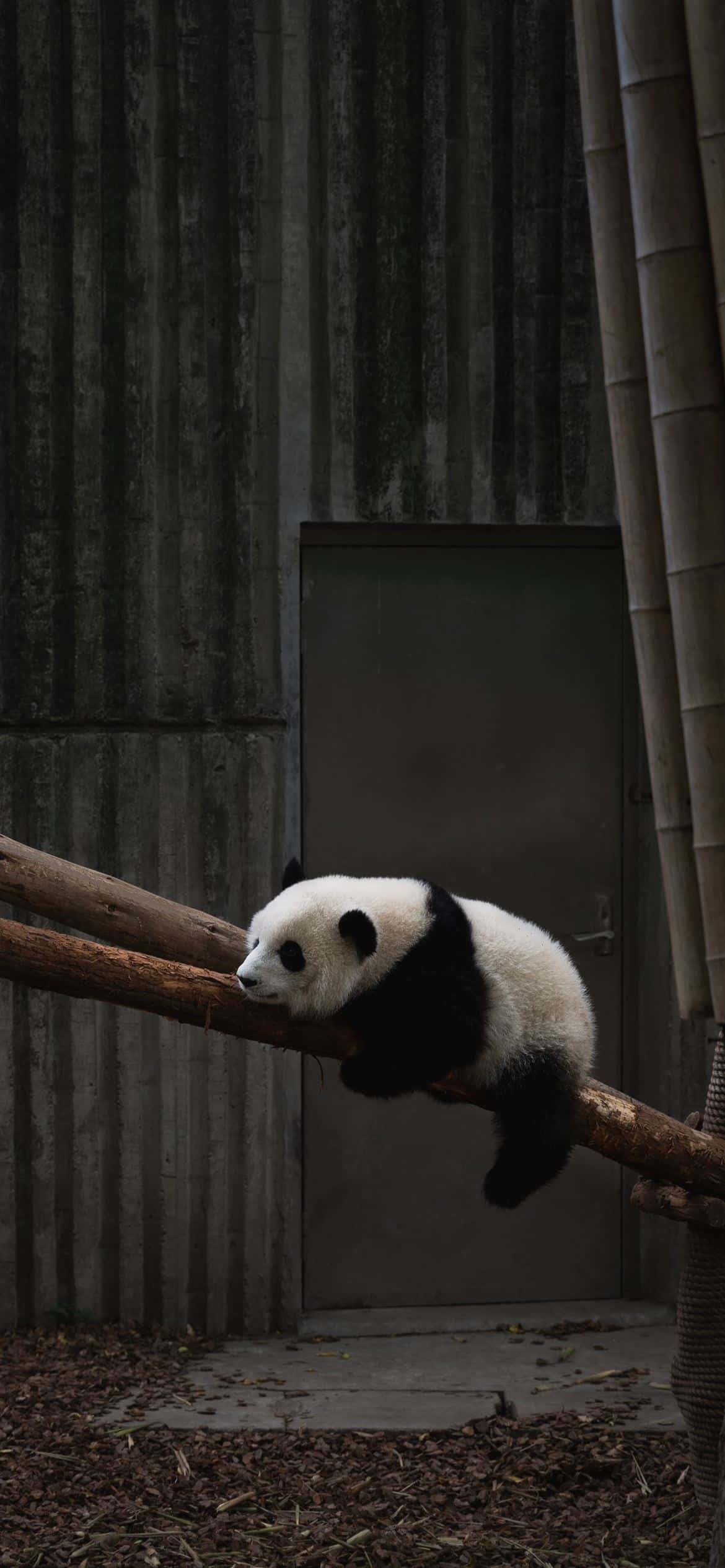 一只熊猫在树枝上睡觉 壁纸
