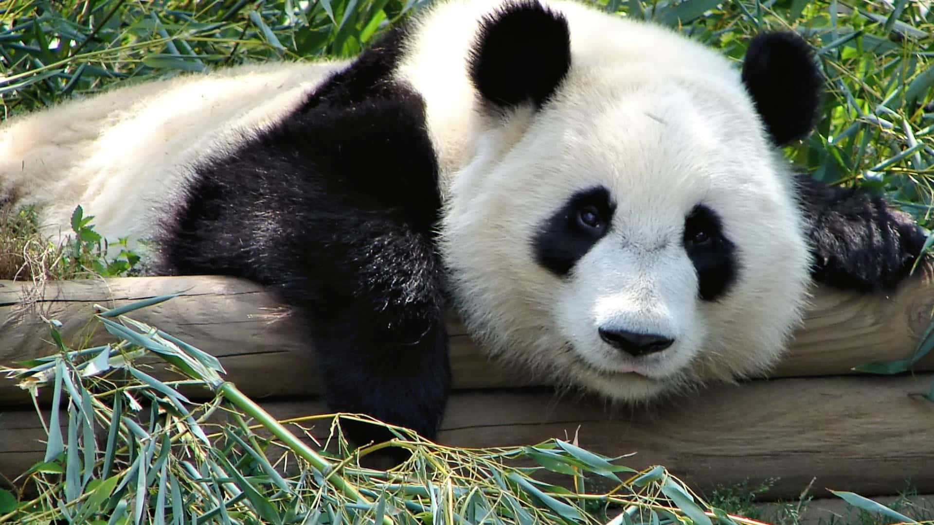 一只熊猫躺在木头上 壁纸