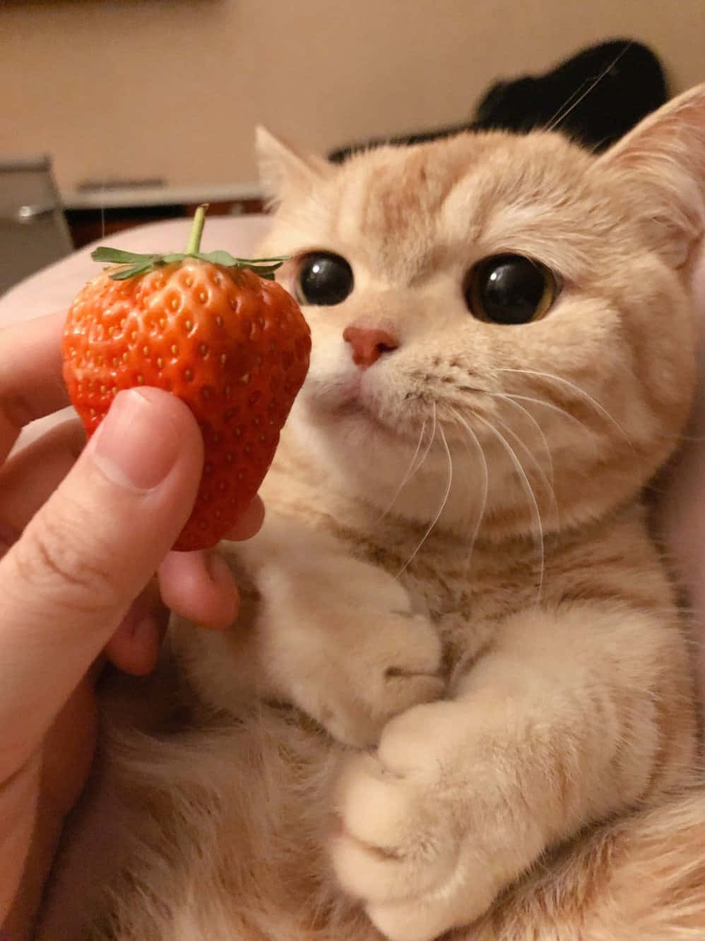 一只猫正在吃草莓 壁纸