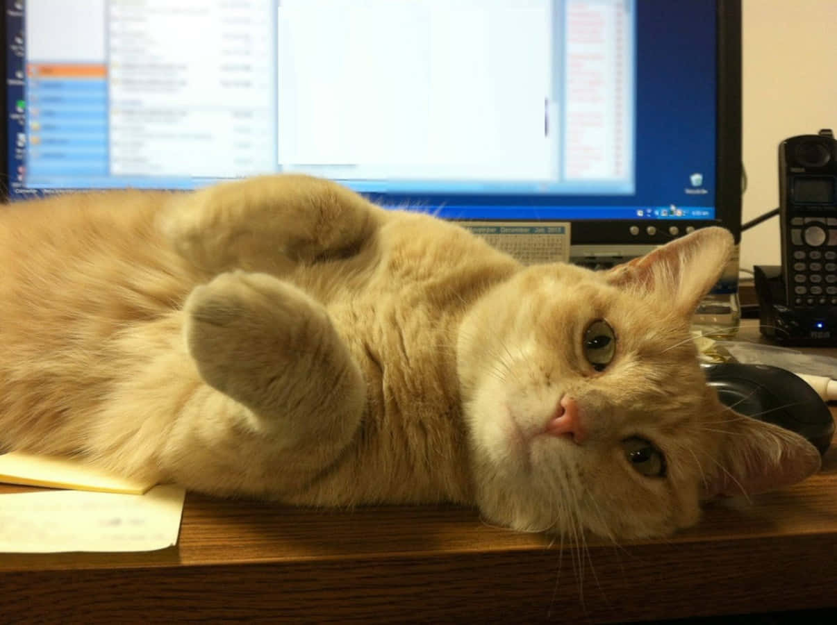 一只猫趴在桌子上 壁纸