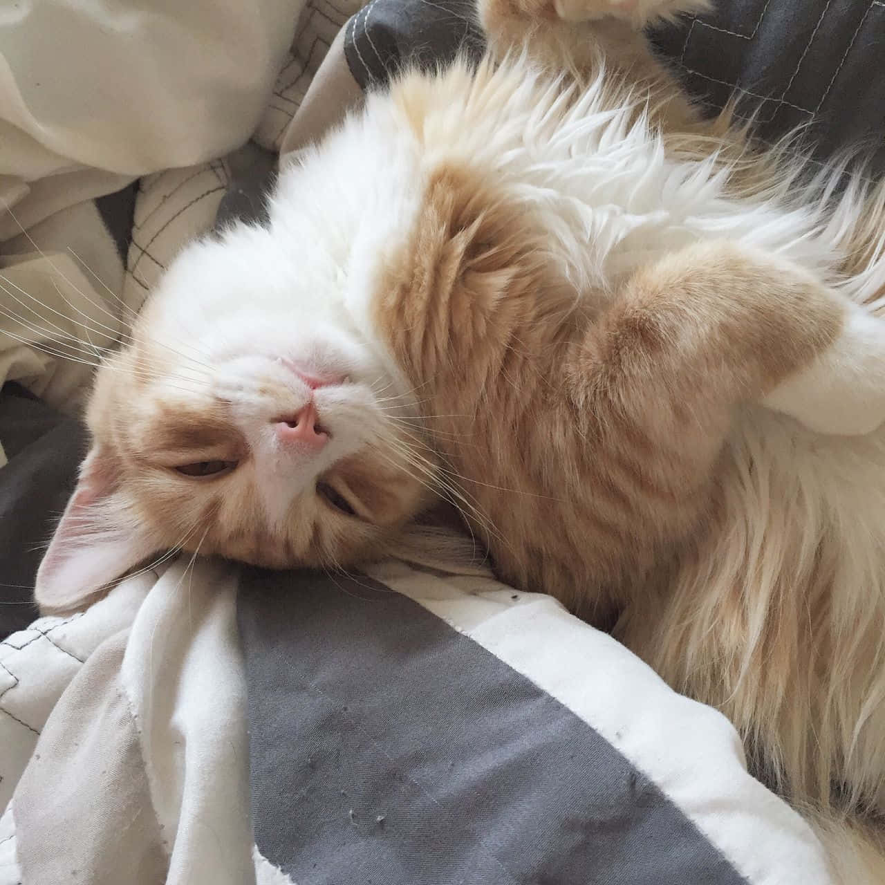 一只猫躺在床上 壁纸