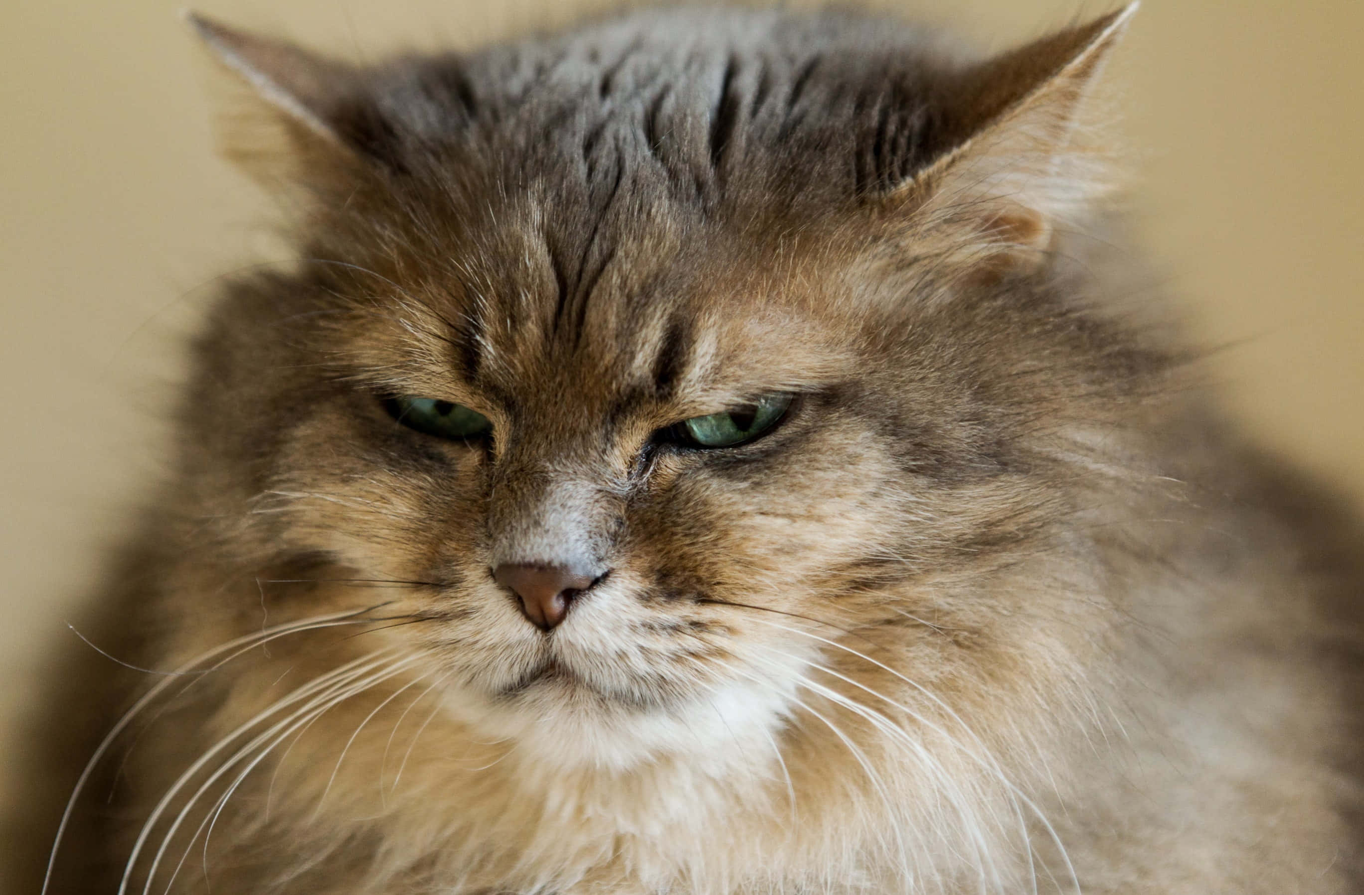 一只绿眼睛的猫 壁纸