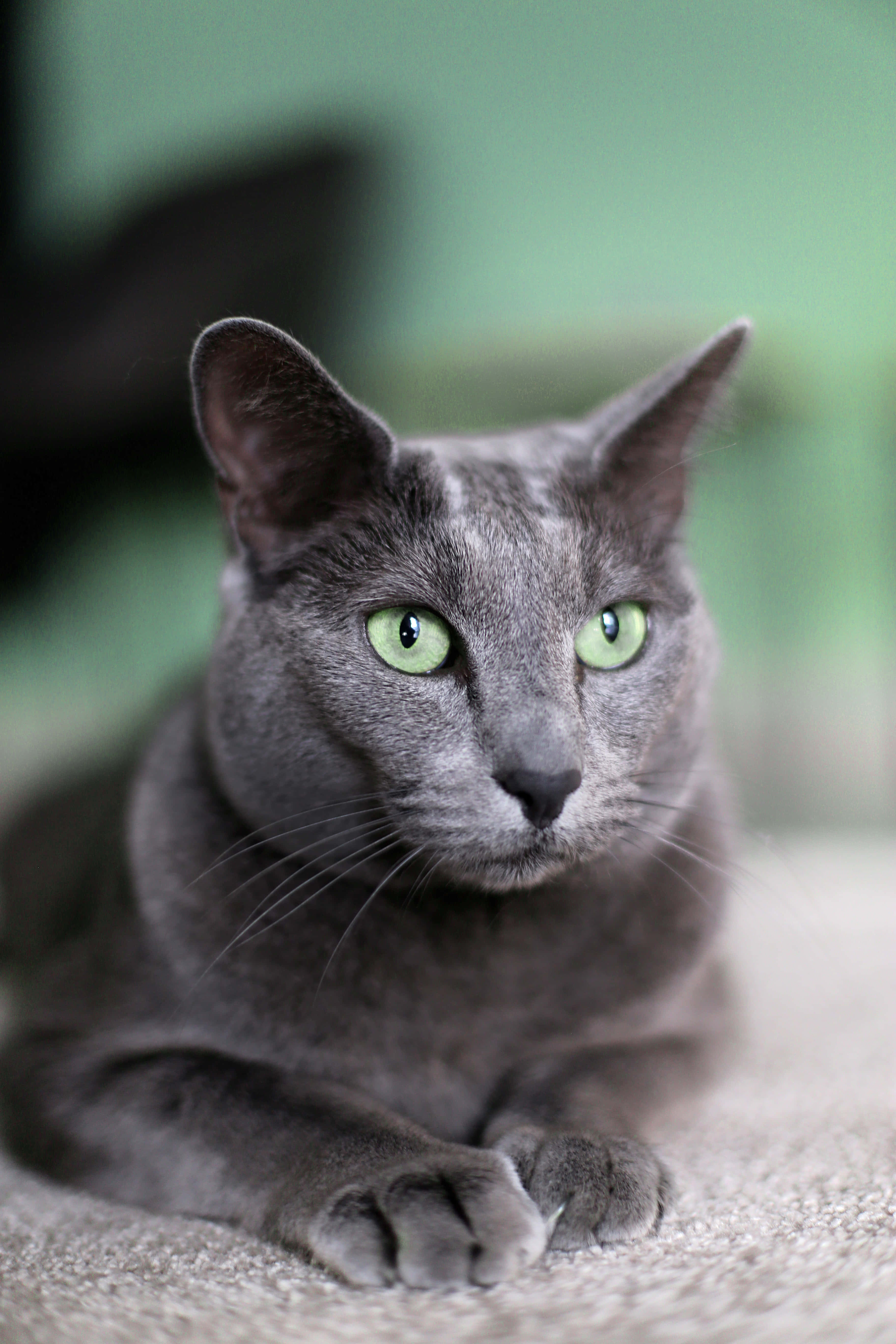 一只美丽的俄罗斯蓝猫在阳光下悠闲地躺着 壁纸