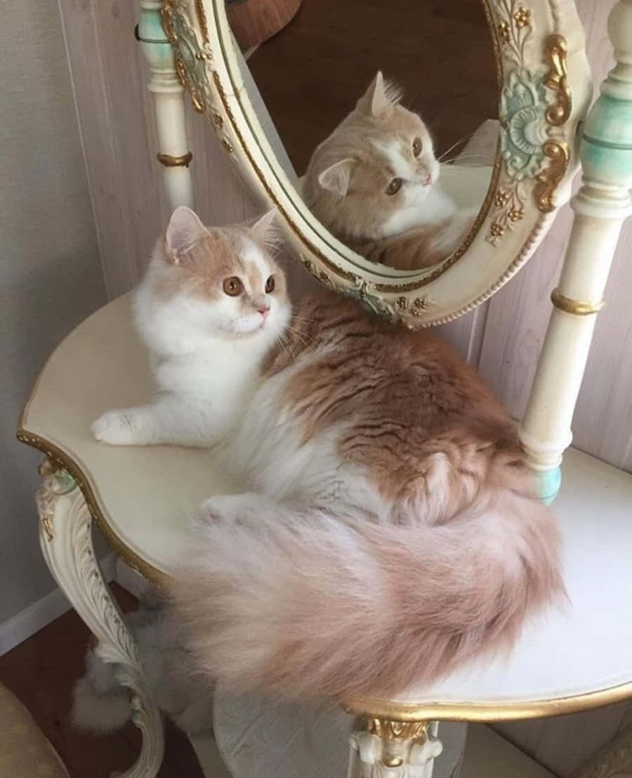 一只美丽的猫咪，正在打哈欠，展现出独特的美感 壁纸