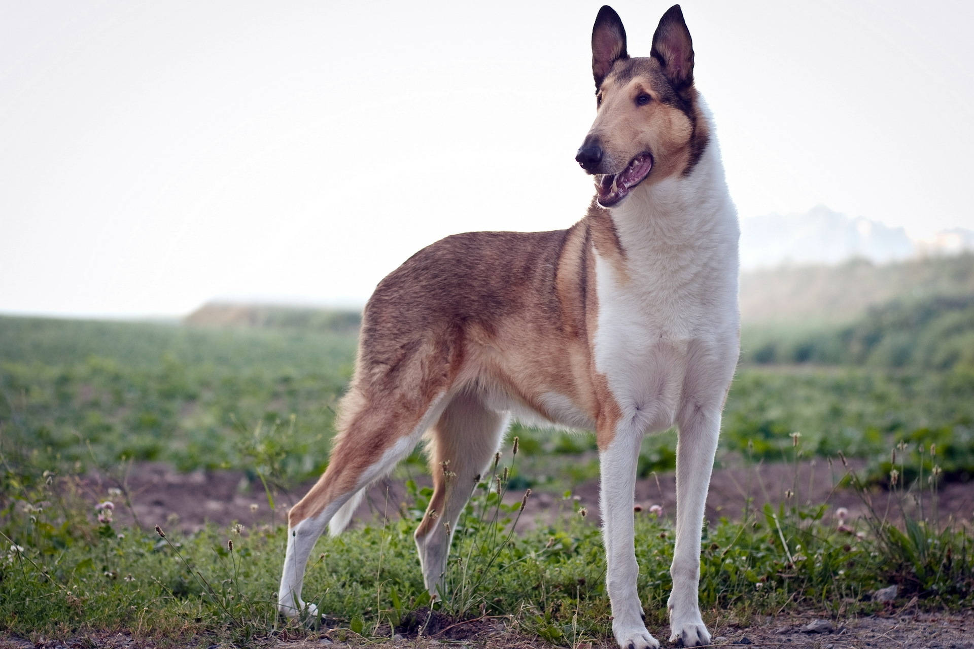 顺毛柯利犬站在草地上的壁纸