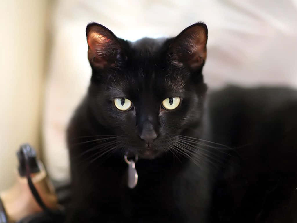 一只黑猫坐在床上，眼睛呈绿色 壁纸