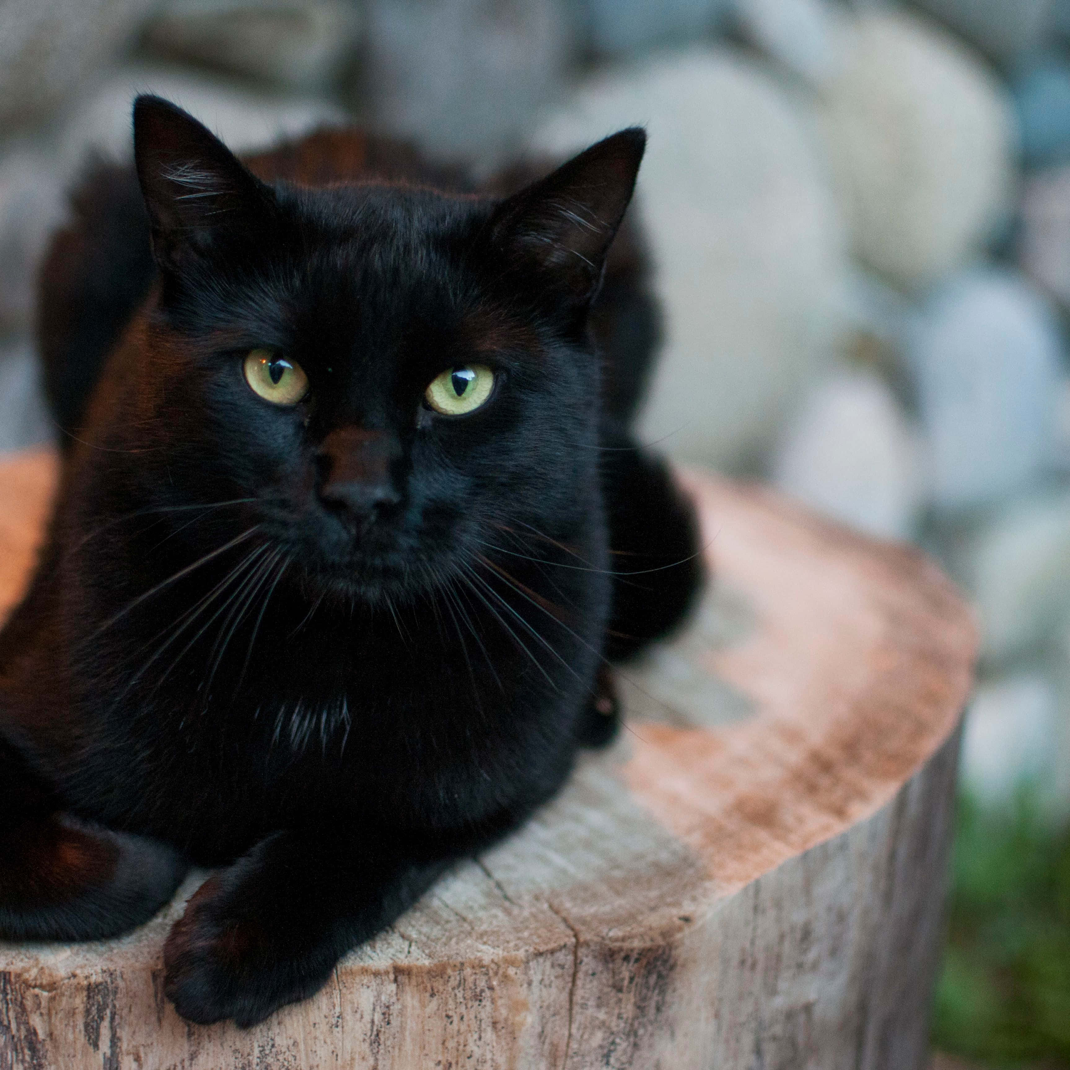 一只黑猫坐在树桩上 壁纸