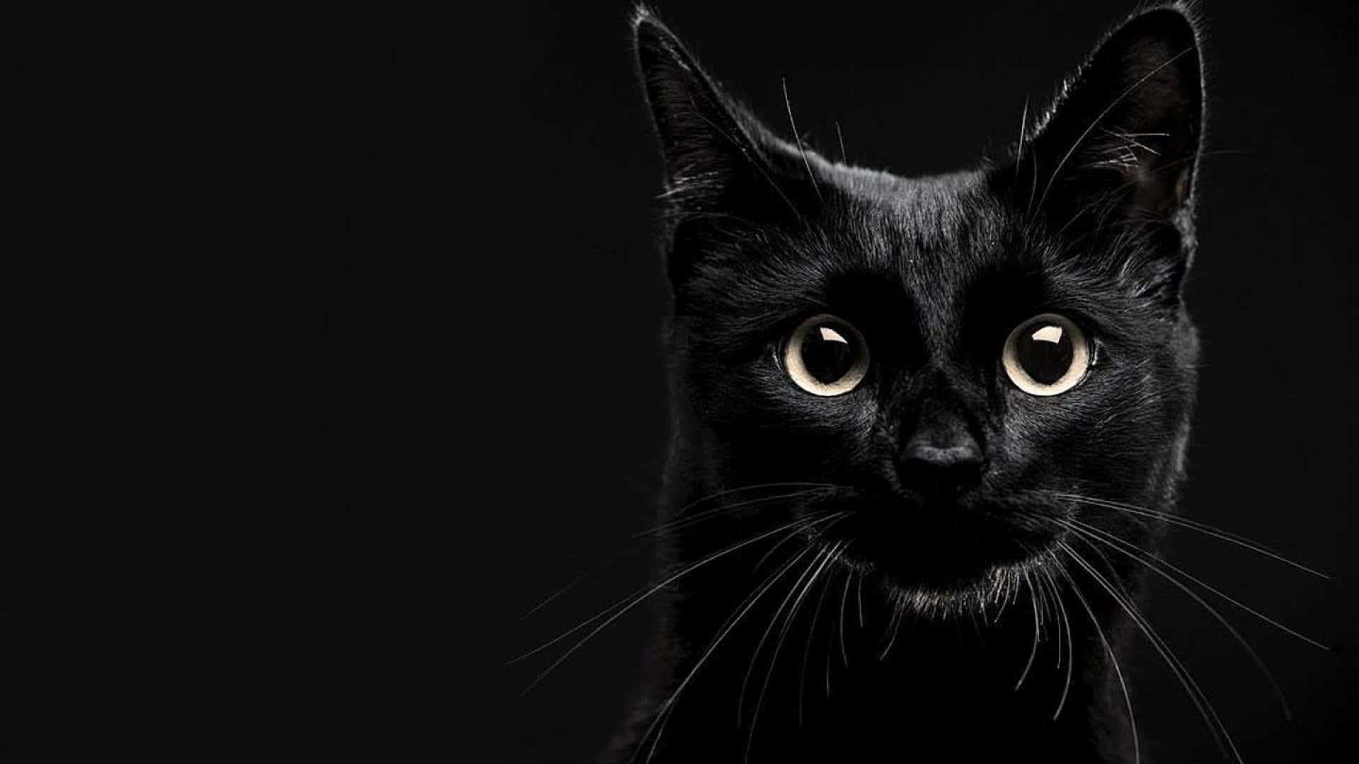 一只黑猫正凝视着镜头 壁纸