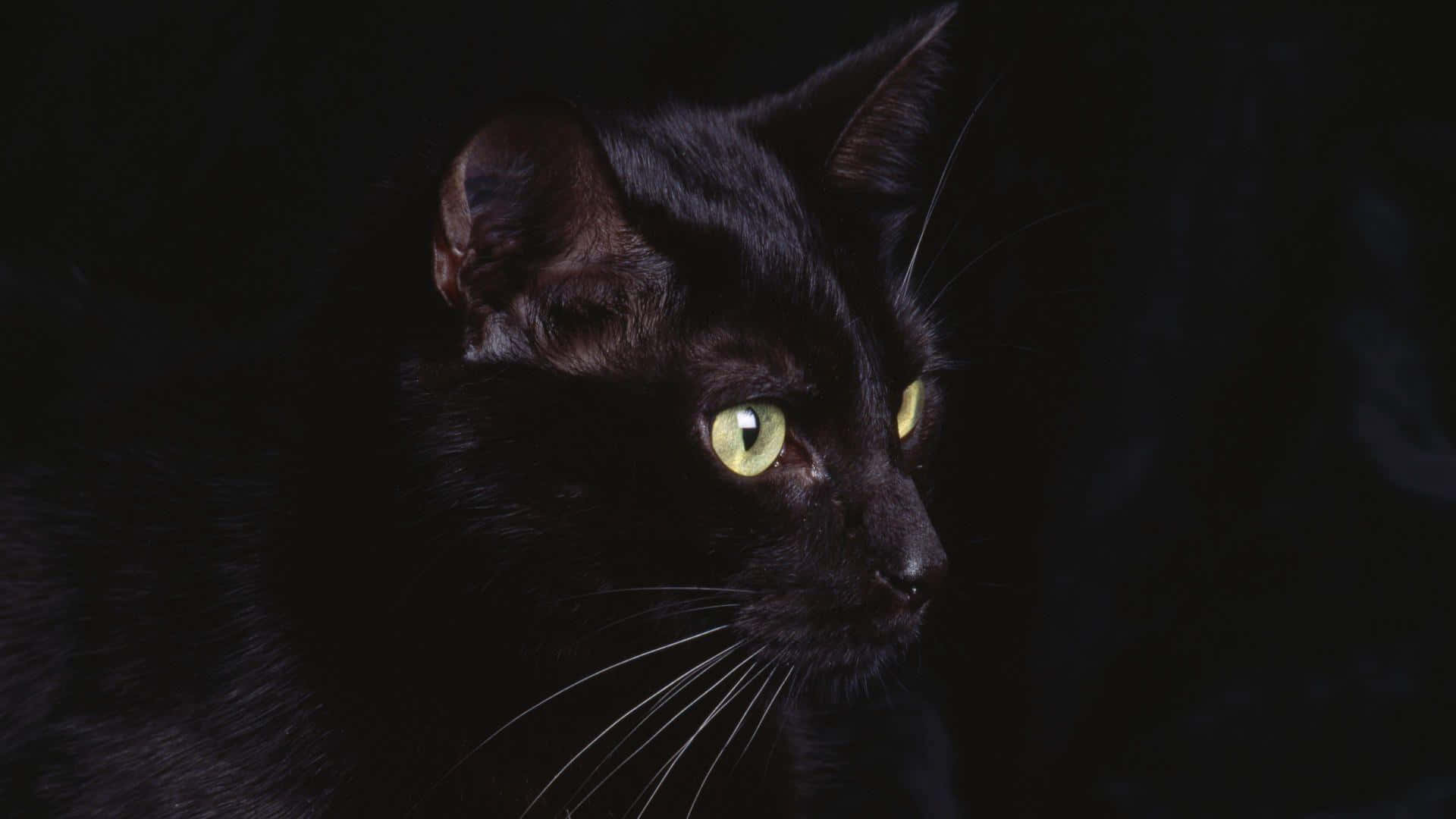 一只黑猫瞪着绿眼睛盯着镜头 壁纸