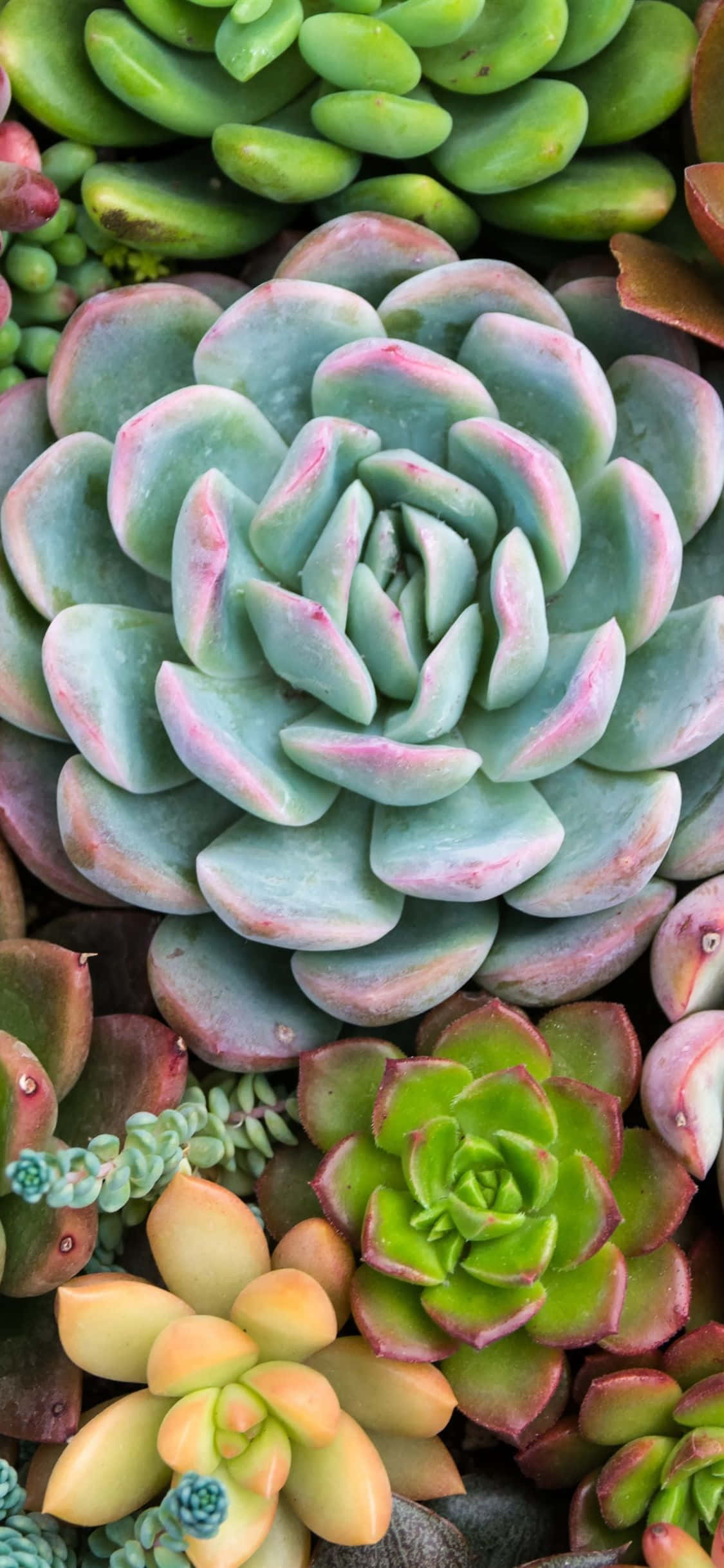 一堆多肉植物 壁纸