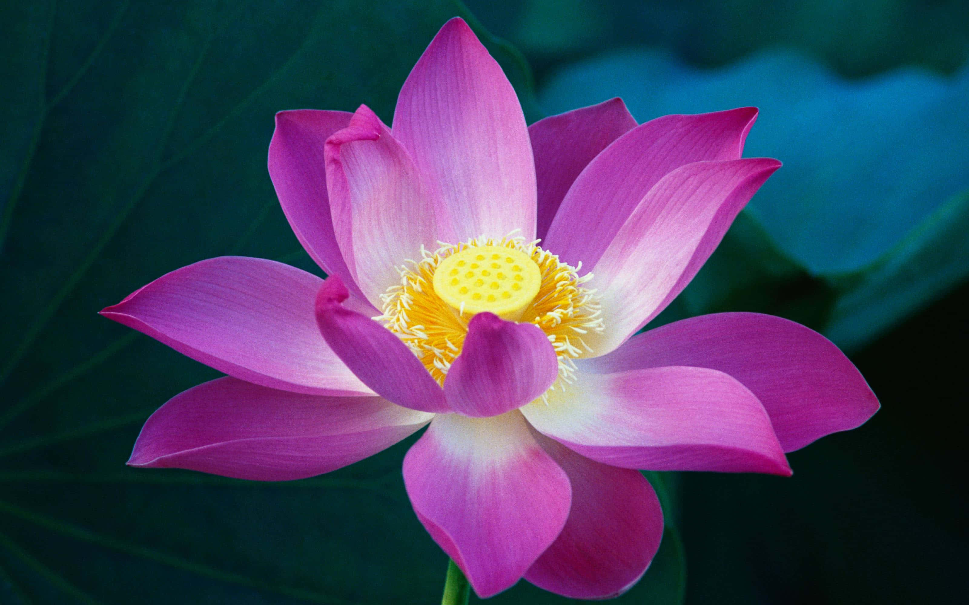 一朵带有绿色叶子的粉色莲花 壁纸