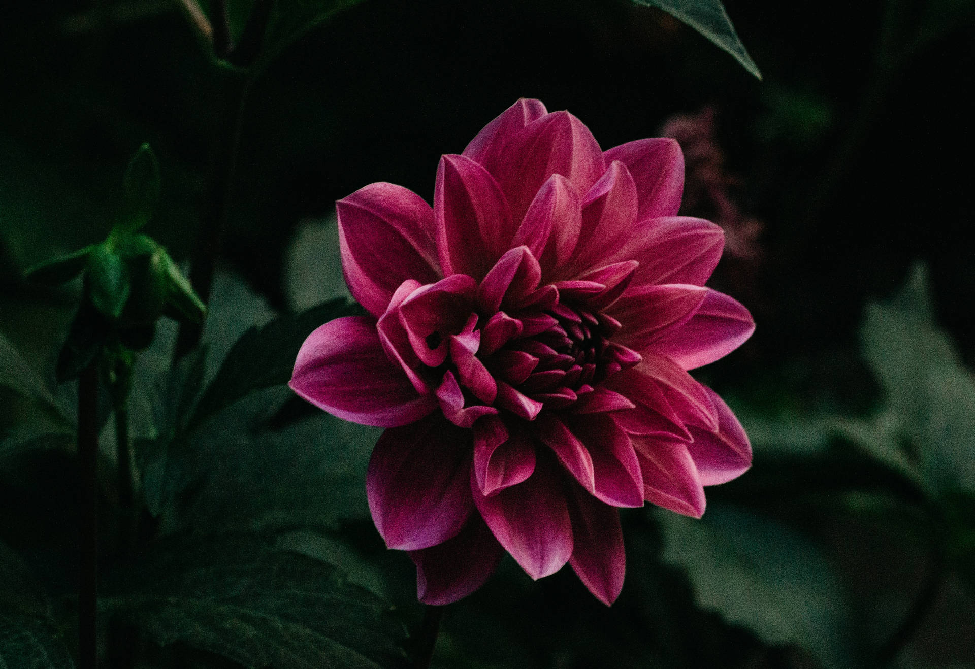 紫色花卉，优雅细长花瓣与绿叶的壁纸