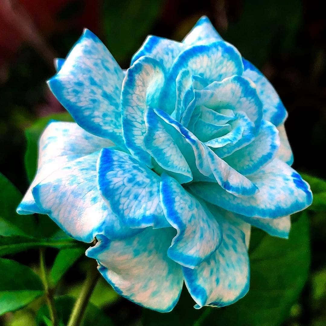 一朵绚丽夺目的红玫瑰花朵 壁纸