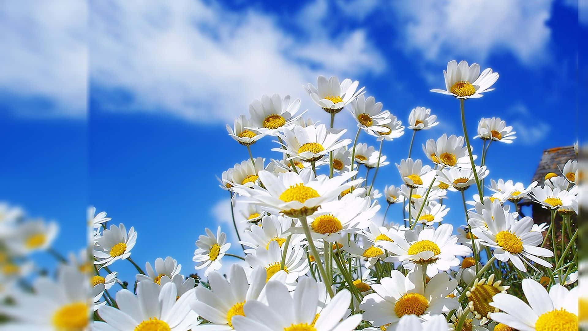 一朵美丽花朵与自然的简约之美 壁纸