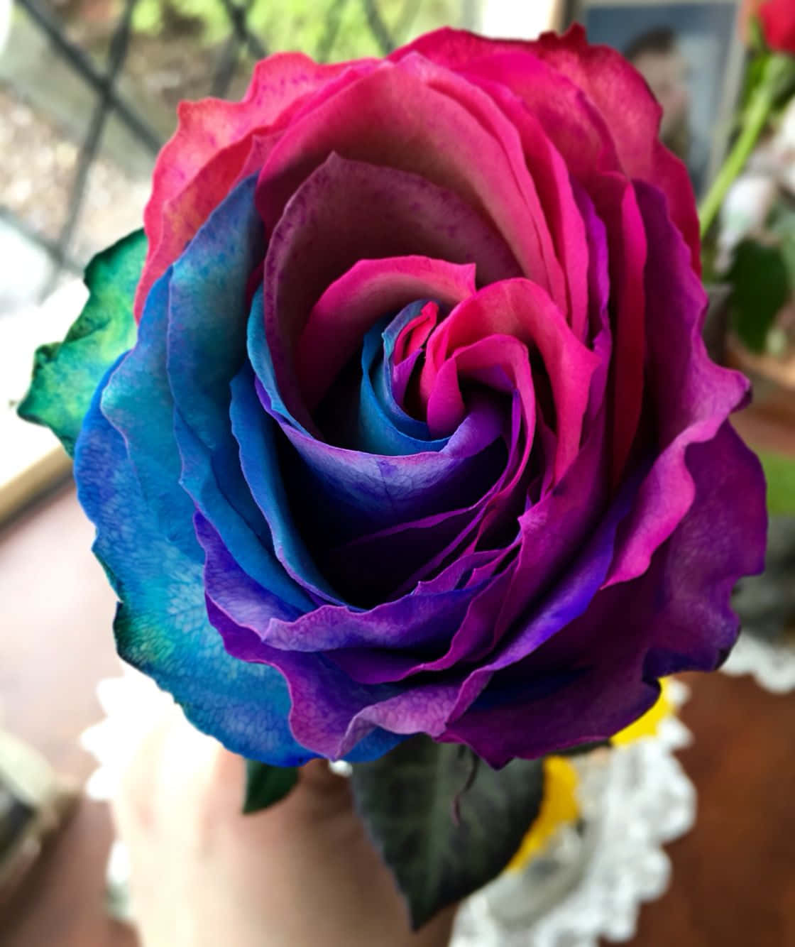 一朵花瓣优美的精致玫瑰花朵 壁纸