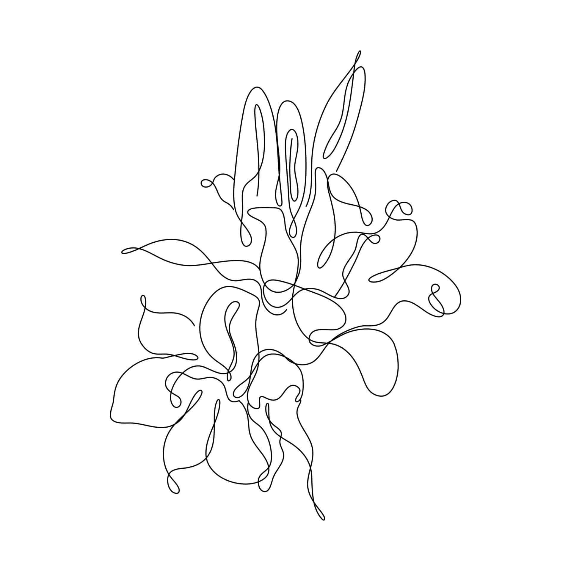 一朵花的线条画 壁纸