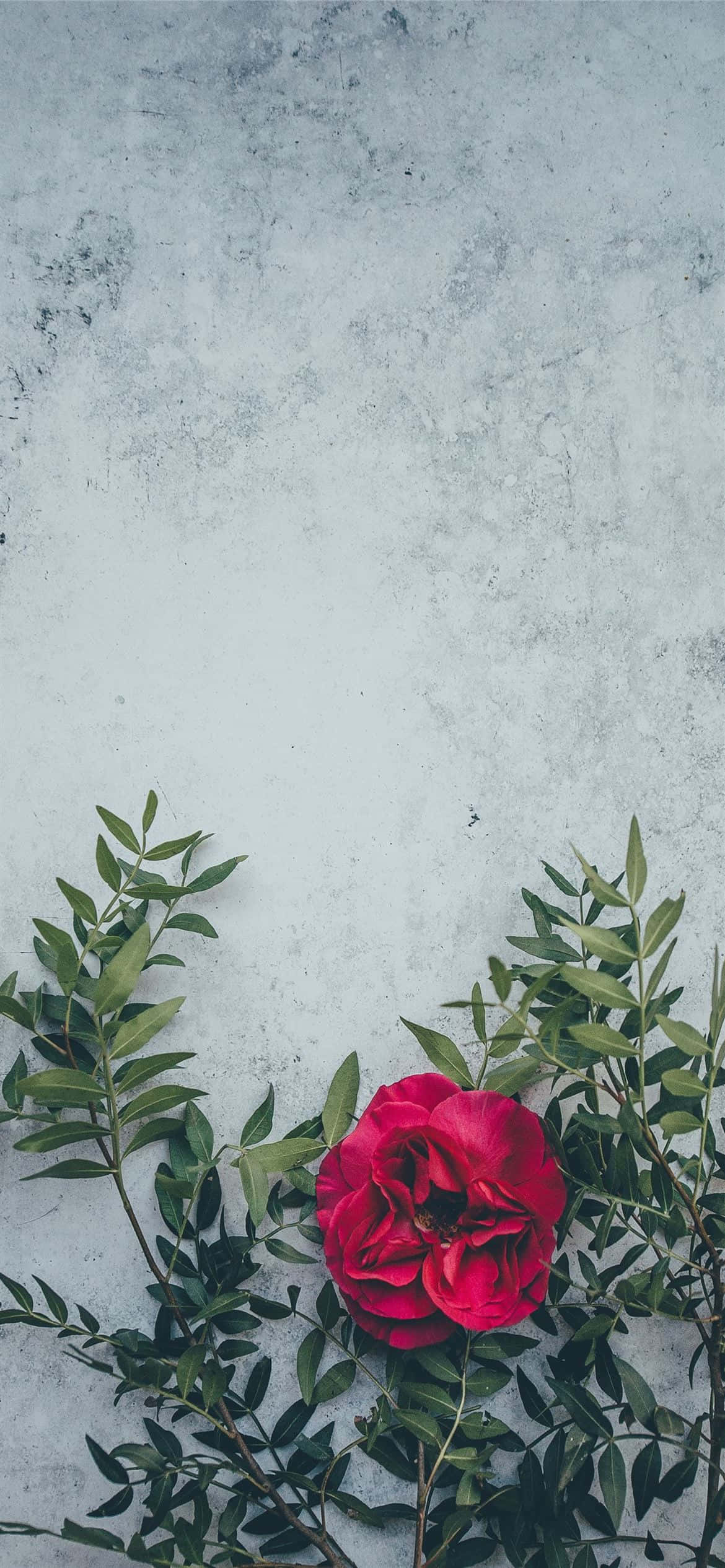 一朵鲜艳的红色花朵绽放生机 壁纸