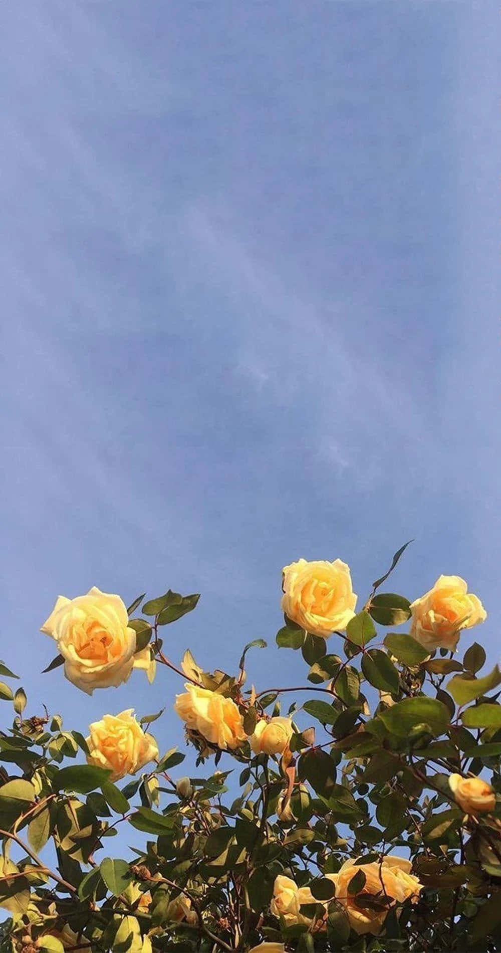一束唯美花卉 壁纸
