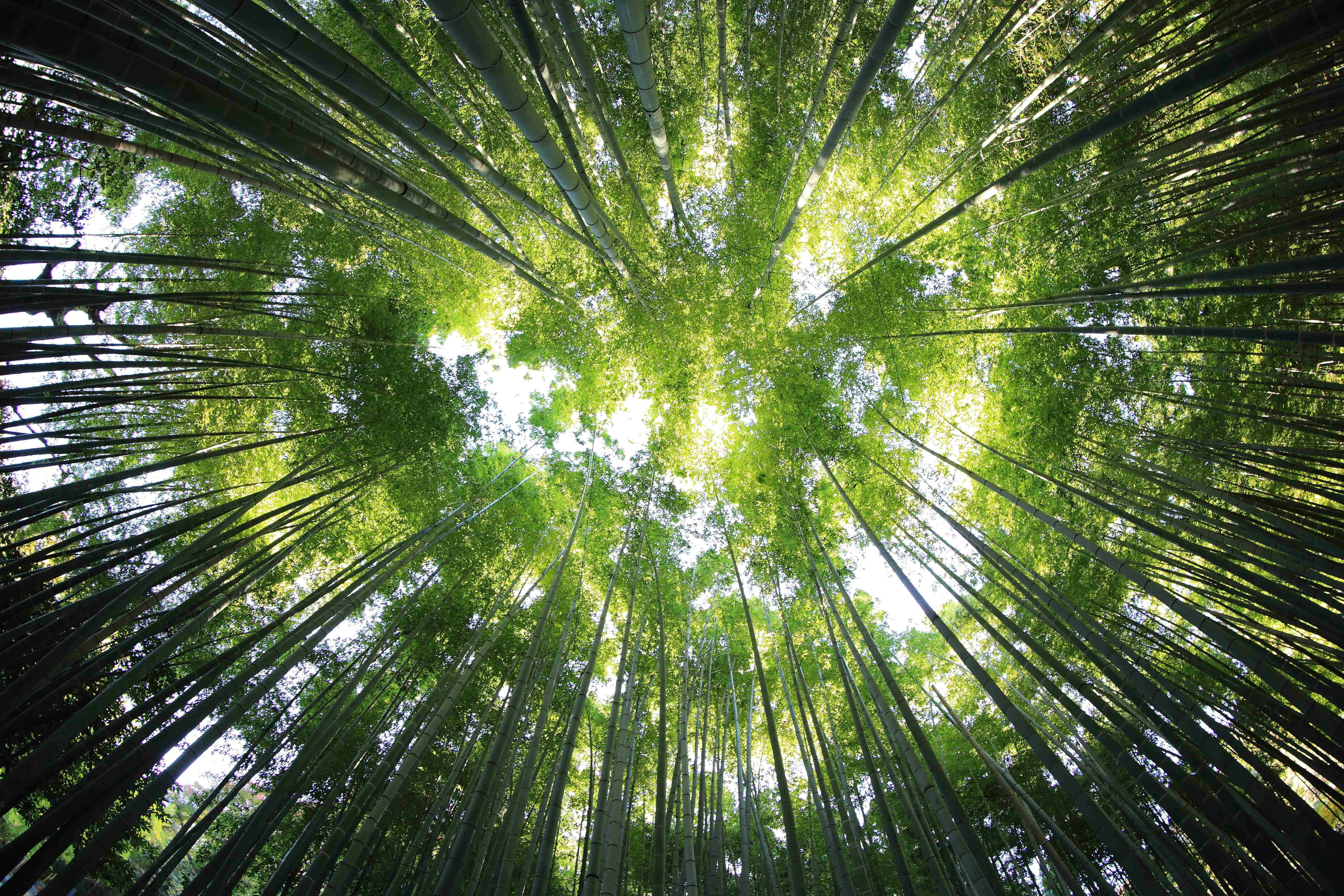 一片竹林，绿树丛生 壁纸