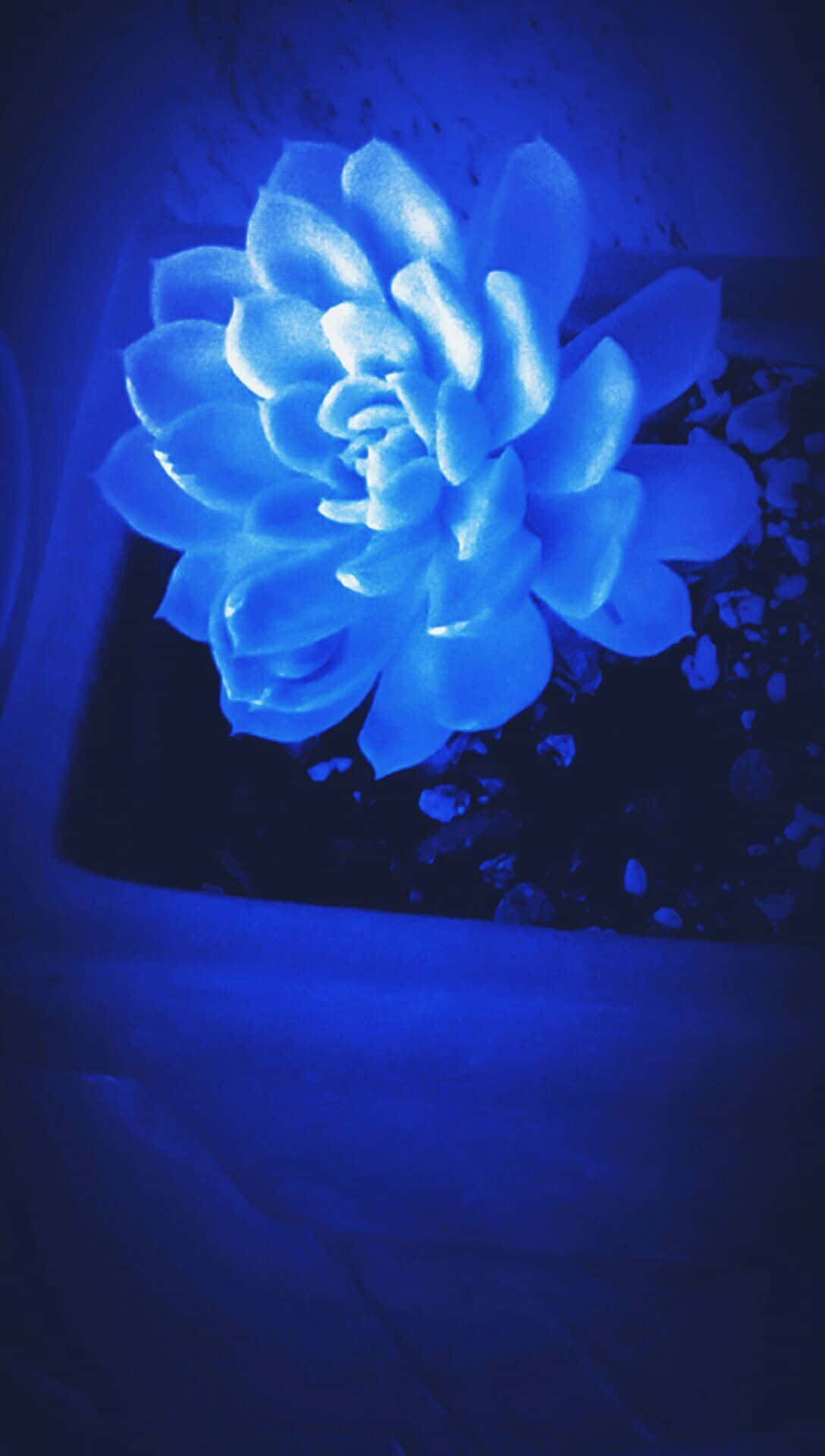 一盆蓝色的花 壁纸
