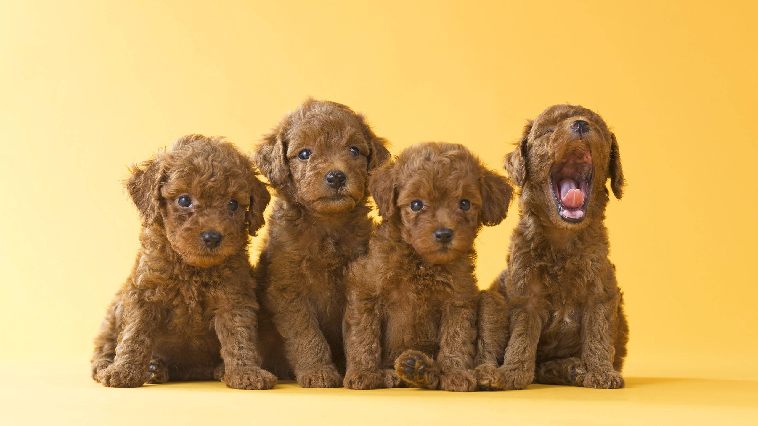一窝可爱的棕色玩具贵宾犬幼犬 壁纸