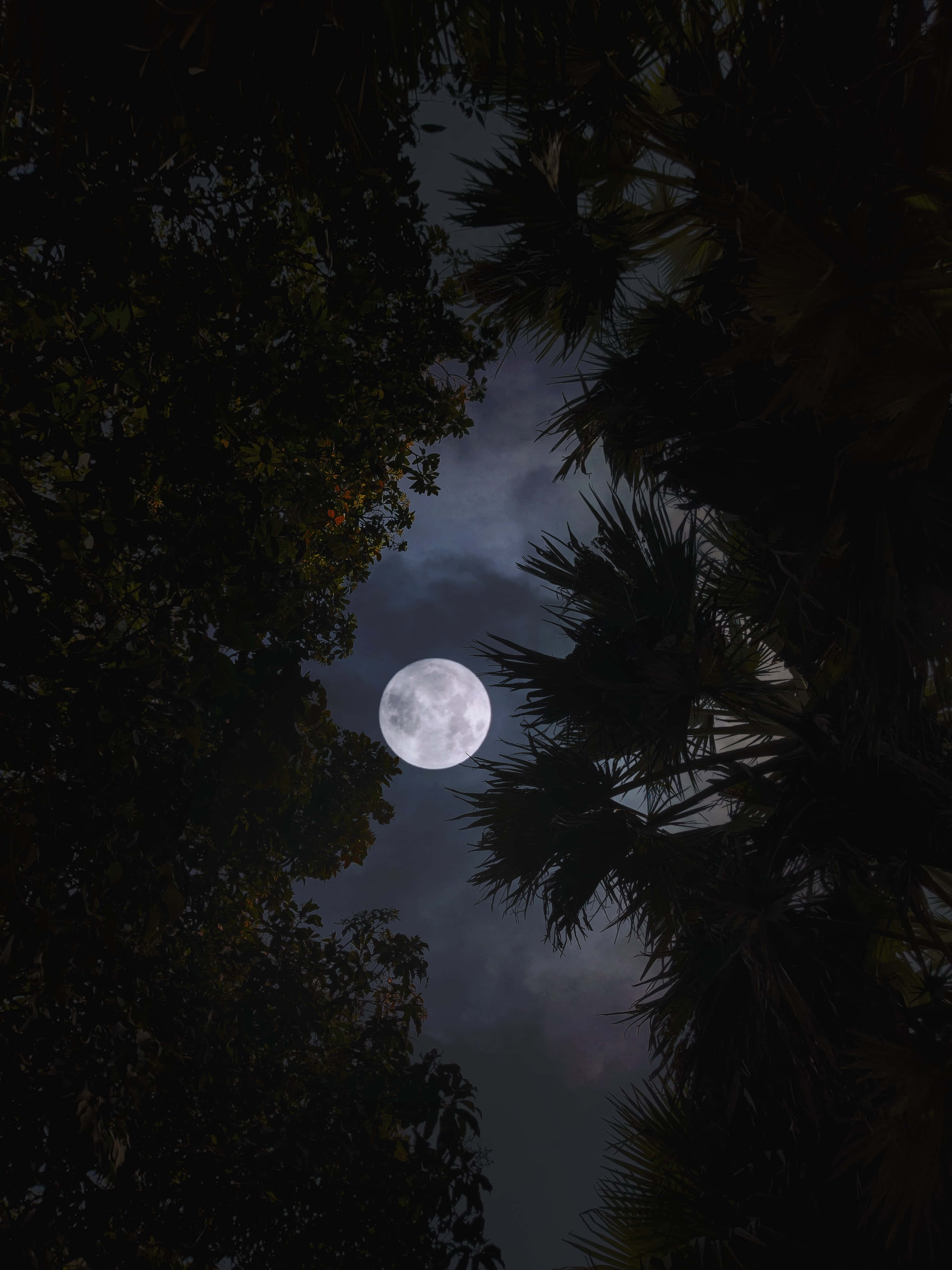 一轮可爱的满月照亮宁静的夜空 壁纸
