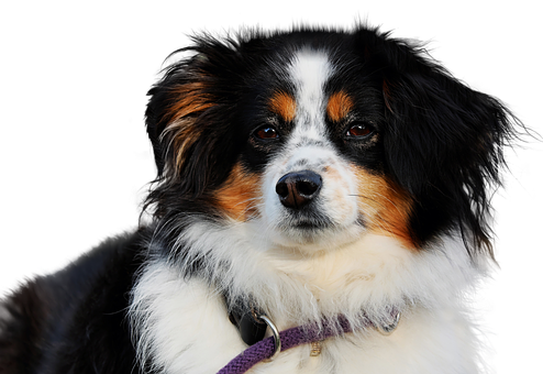 三色澳大利亚牧羊犬肖像 壁纸