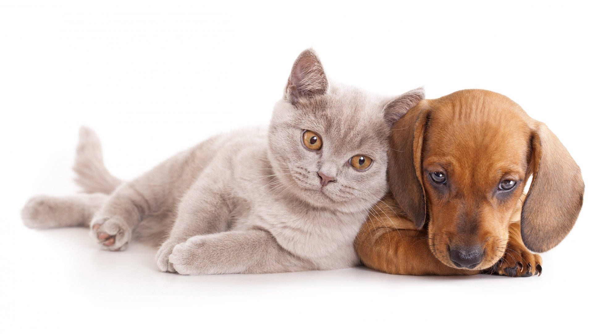 不可思议的朋友：猫与狗的温馨相依 壁纸