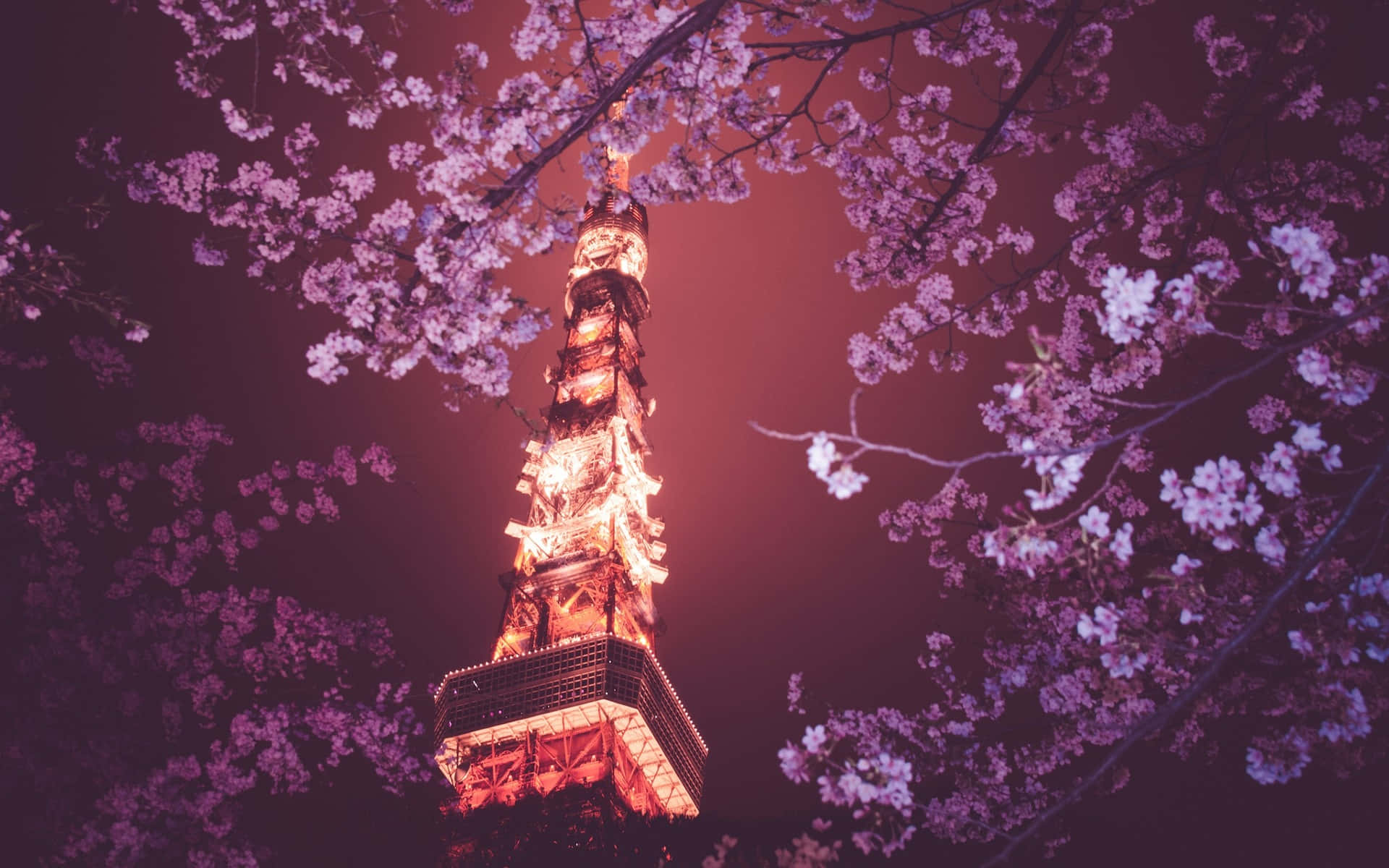 东京背景：樱花树后的东京塔 壁纸